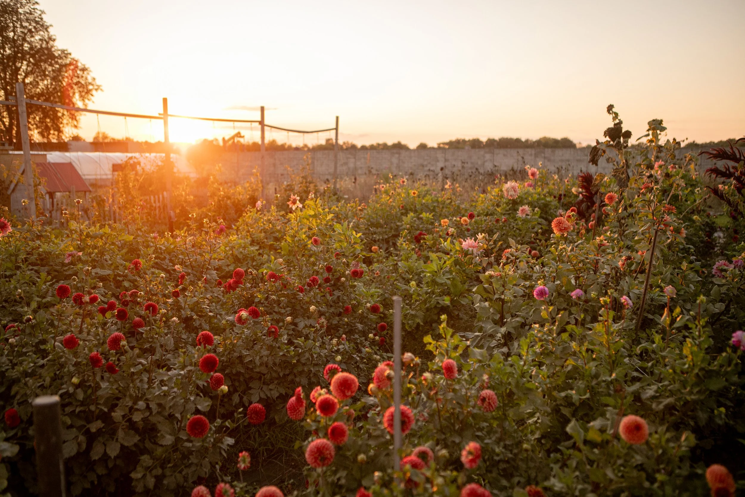 Bunte Blumen in einem Garten bei Sonnenuntergang, im Hintergrund ein hoher Zaun und Bäume.