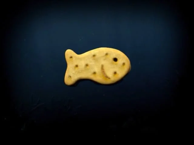 Goldfish “Apex Preditor”