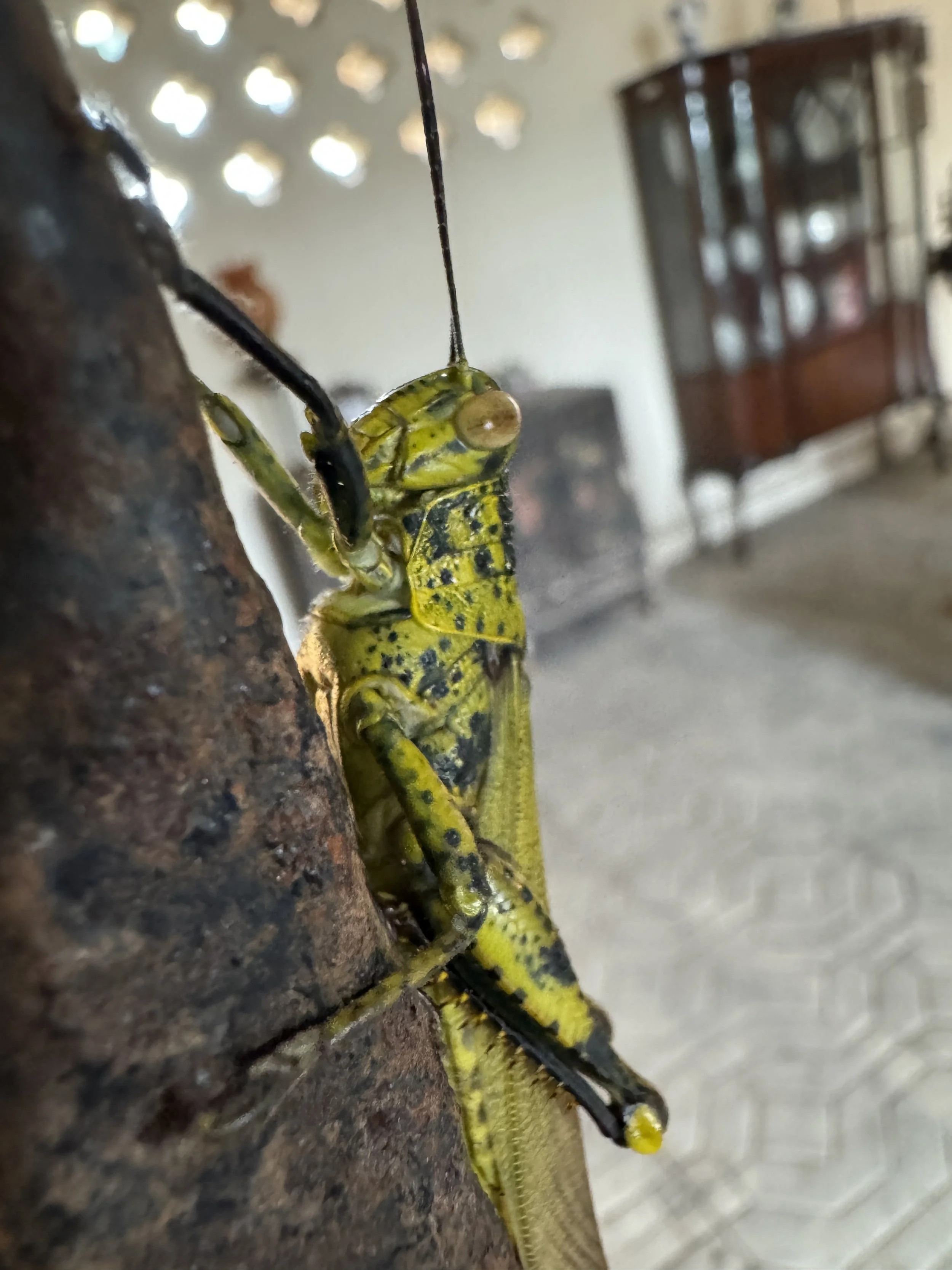 Close-up of a yellow and black grasshopper climbing a rusty metal surface in a living room with furniture in the background.