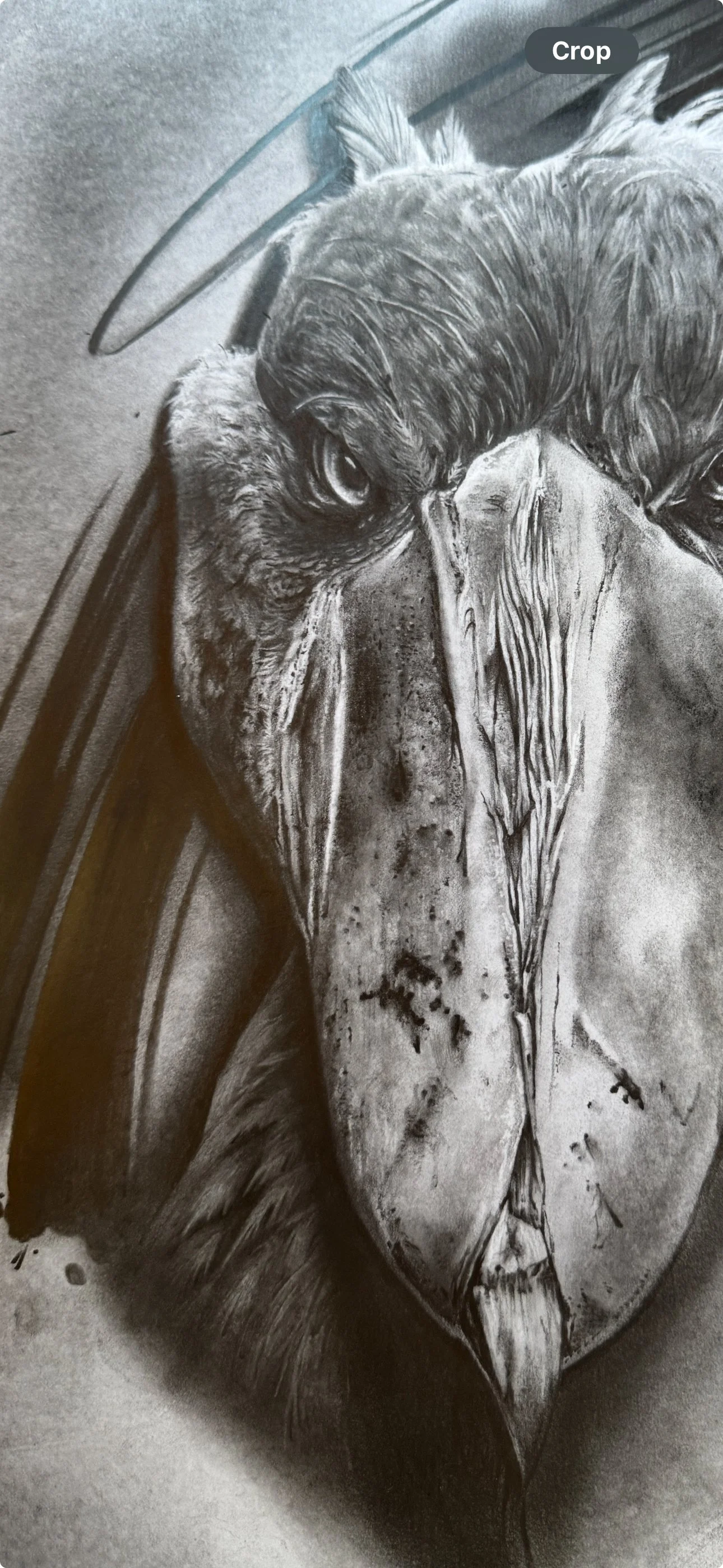 A pencil drawing of a bird with sharp features, intense eyes, and textured feathers