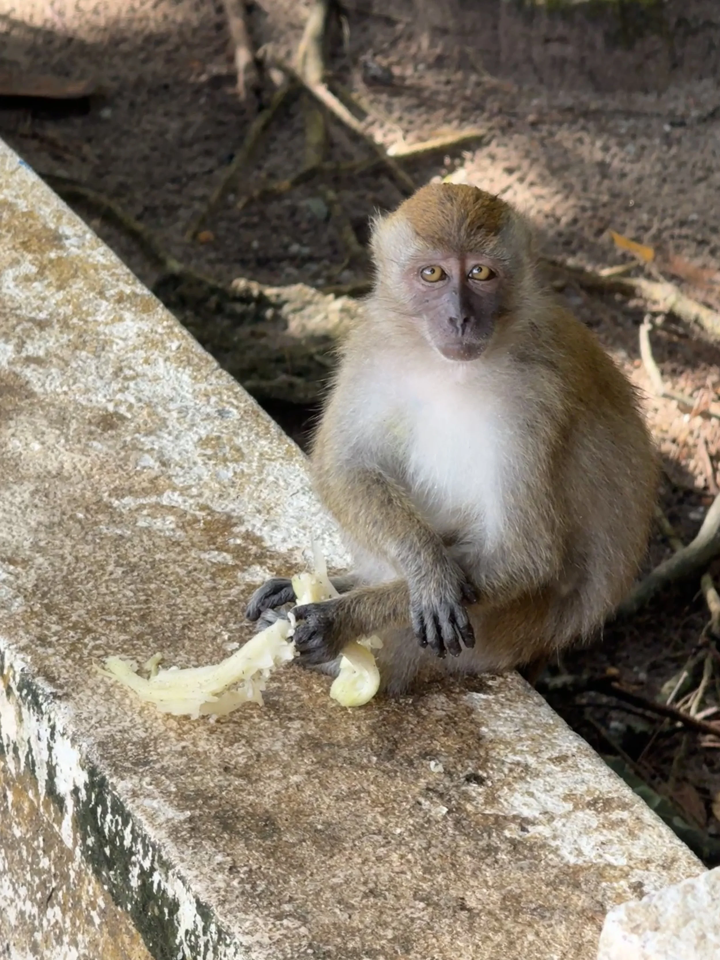 A monkey sitting on a stone ledge holding banana peel, with a forest ground background.