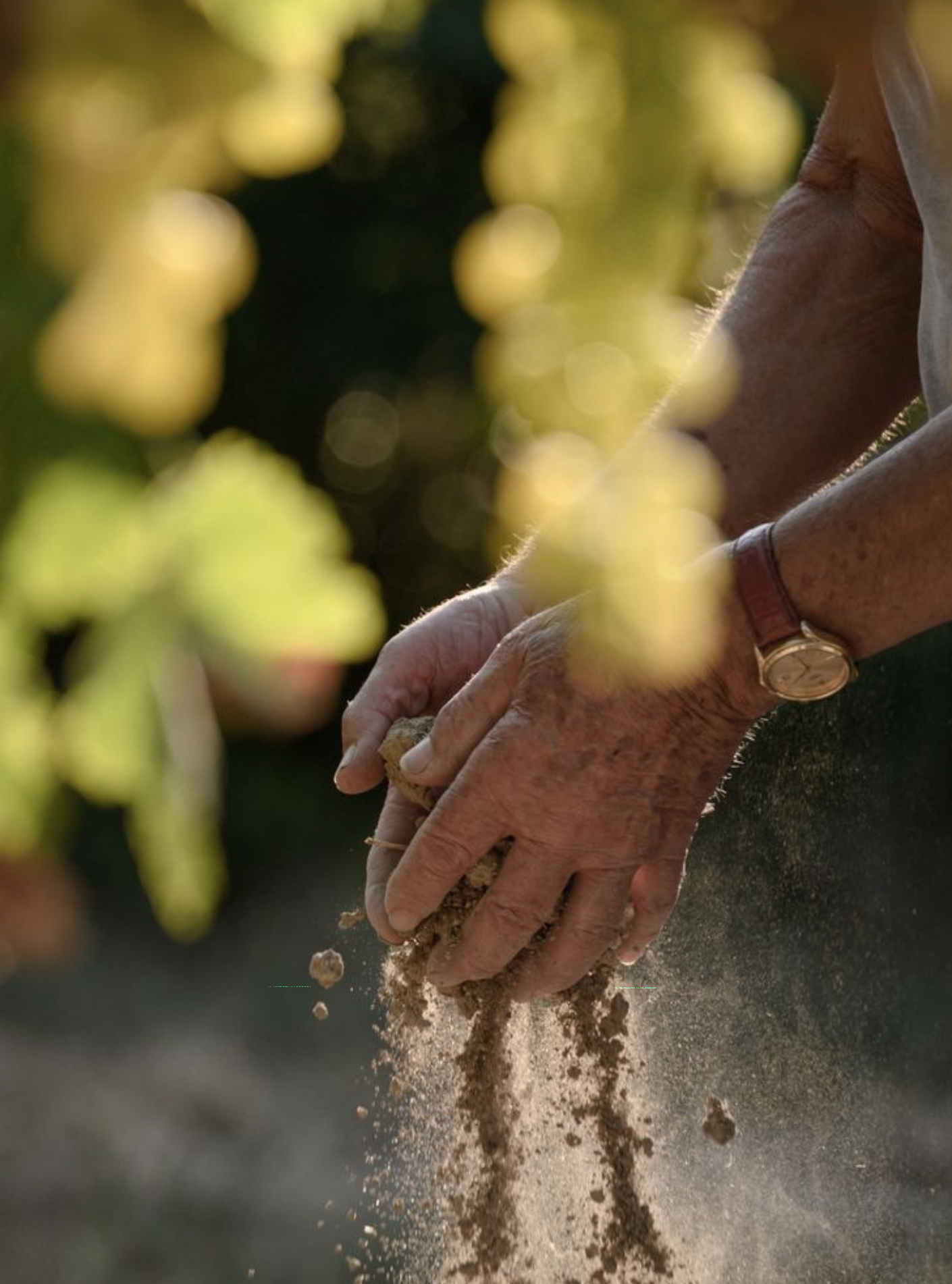 Close-up of elderly hands planting or handling soil, with a person wearing a wristwatch in the background, outdoors, bathed in warm sunlight.