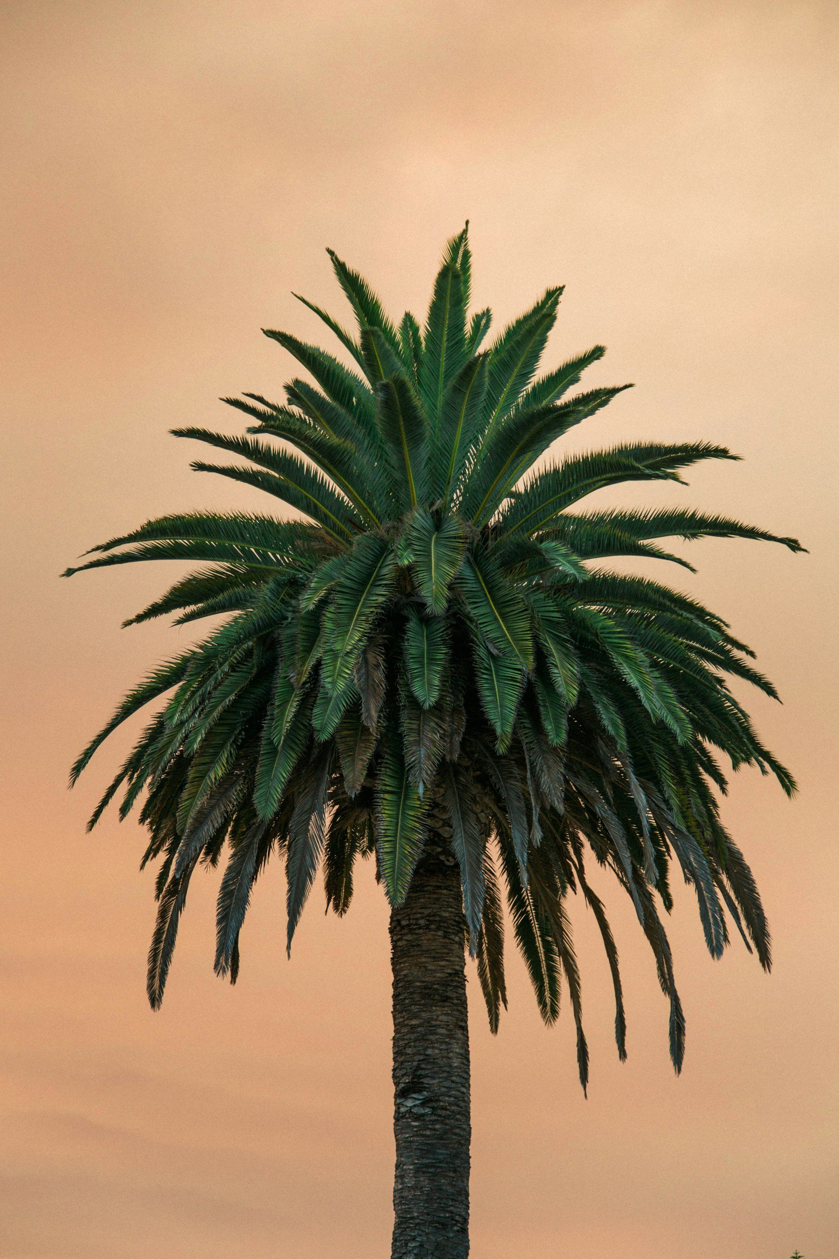 A tall palm tree with green fronds against a peach-colored sky.
