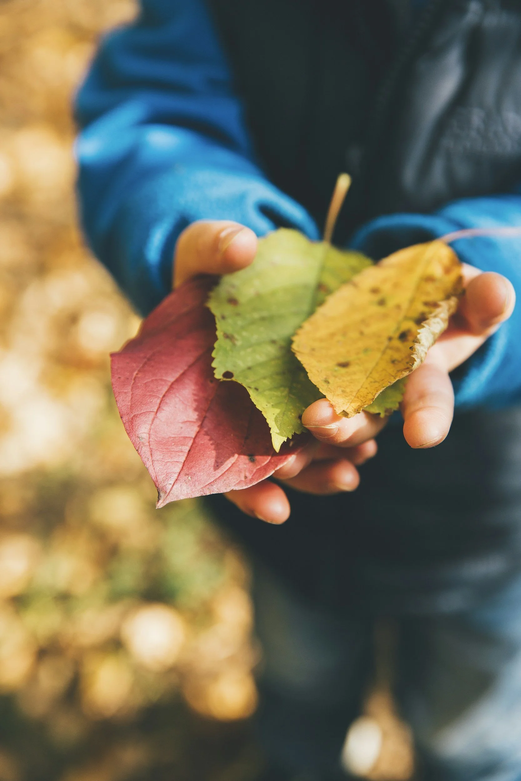 Close-up of a person's hand holding colorful autumn leaves with a blurred background.