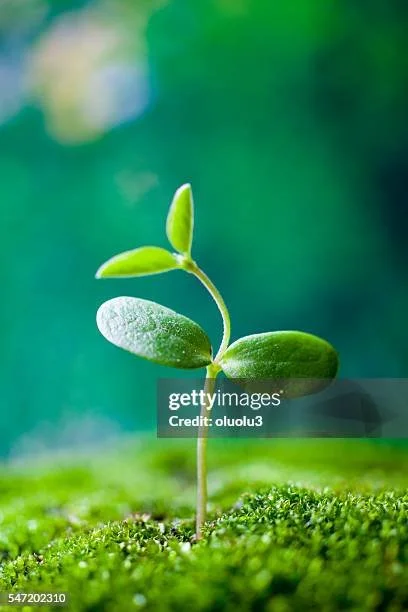 Close-up of a small green seedling sprouting from the soil with a blurred green background.