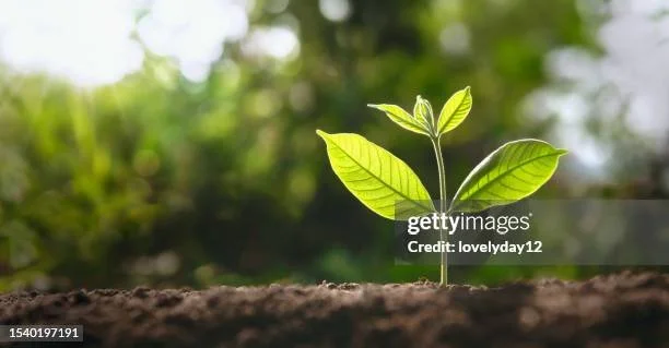 Close-up of a small green plant sprouting from soil outdoors with sunlight and blurred background.