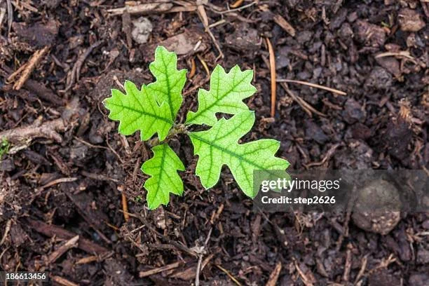 Small green seedling with jagged leaves growing in dark soil.