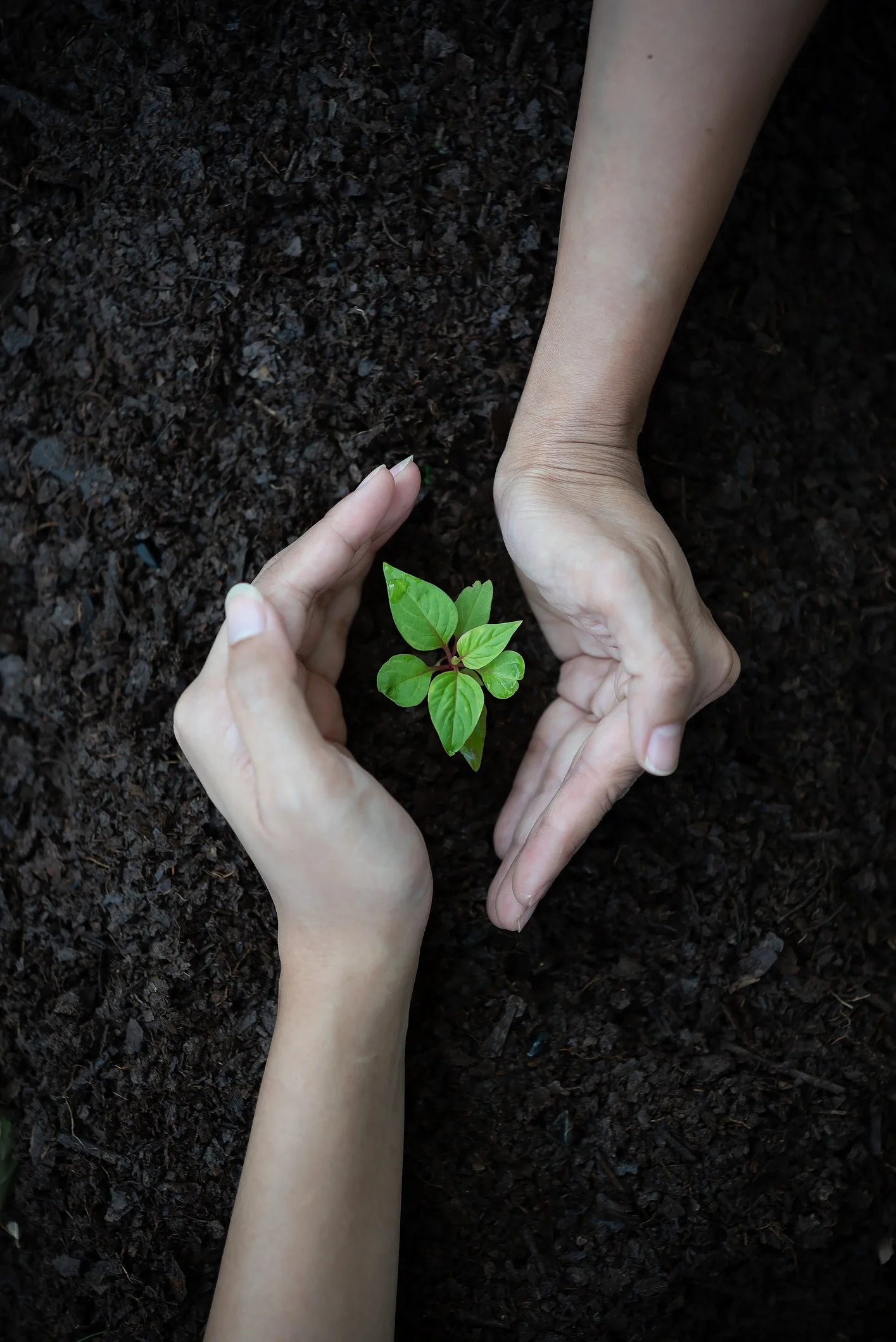 Two hands gently surrounding a small green plant with three leaves, planting it in dark soil.
