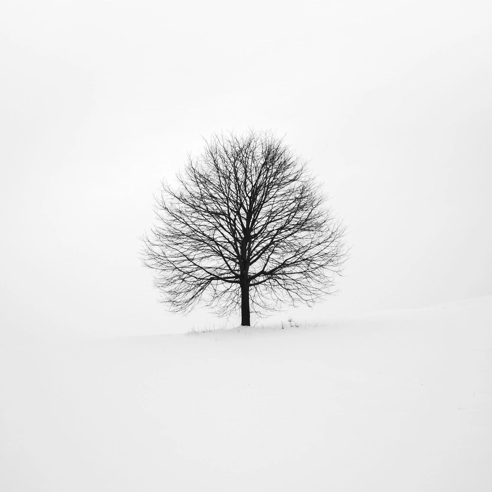 A solitary leafless tree standing on snow-covered ground against an overcast sky.
