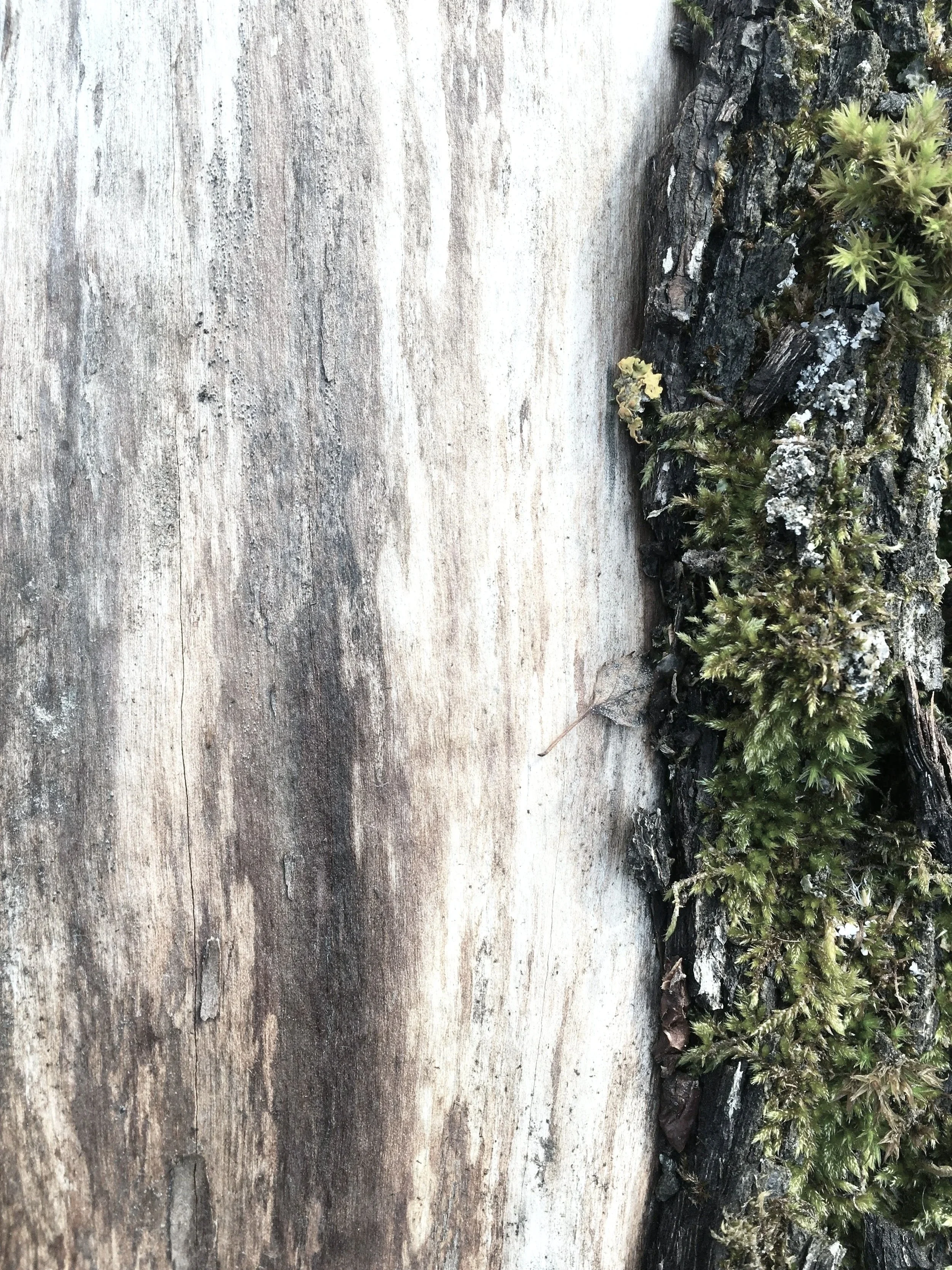 ‘Heartwood’ by Zoe Scaman