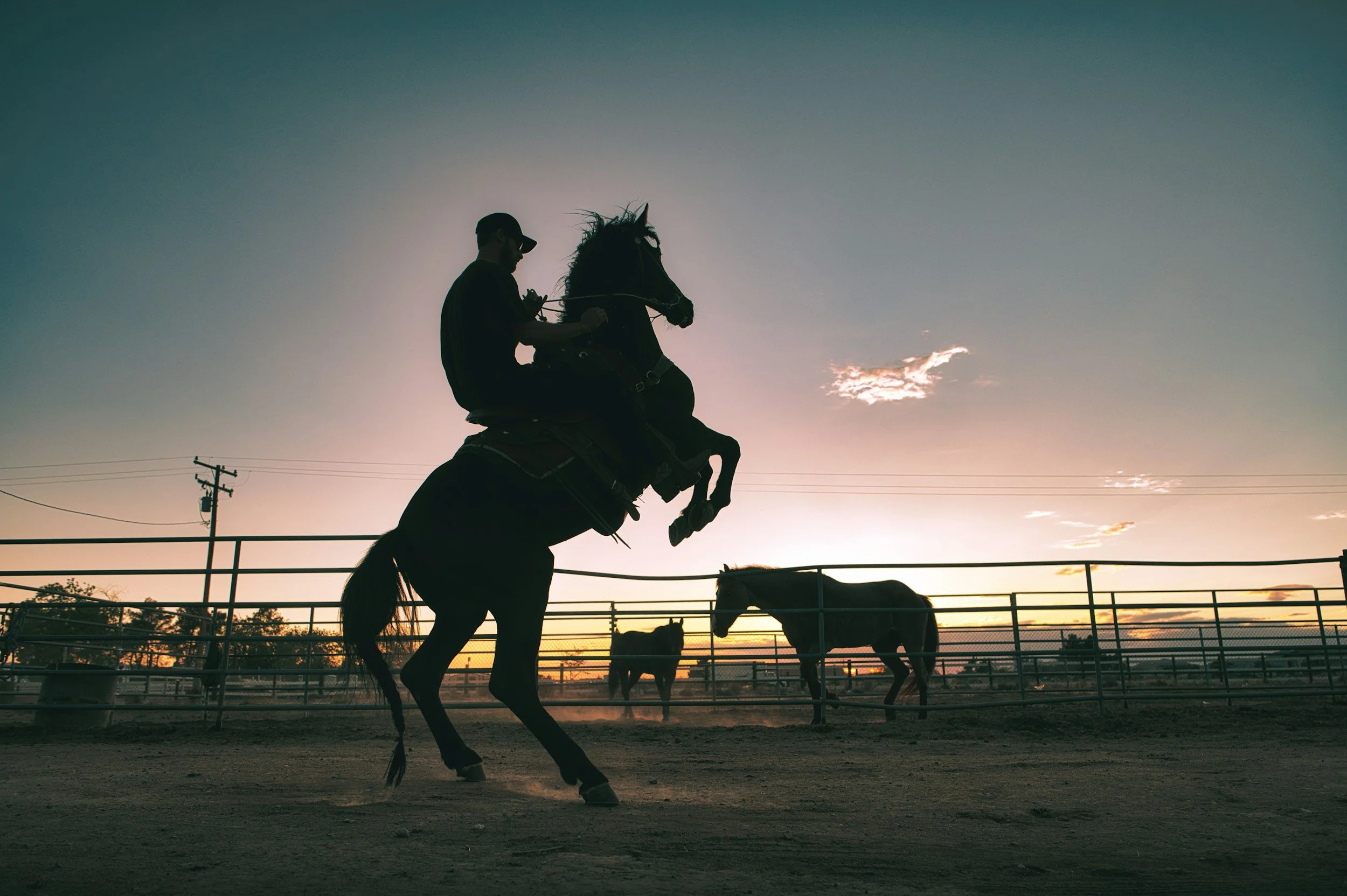 Silhouette of a person riding a rearing horse in an arena during sunset, with other horses in the background and a fence surrounding the area.