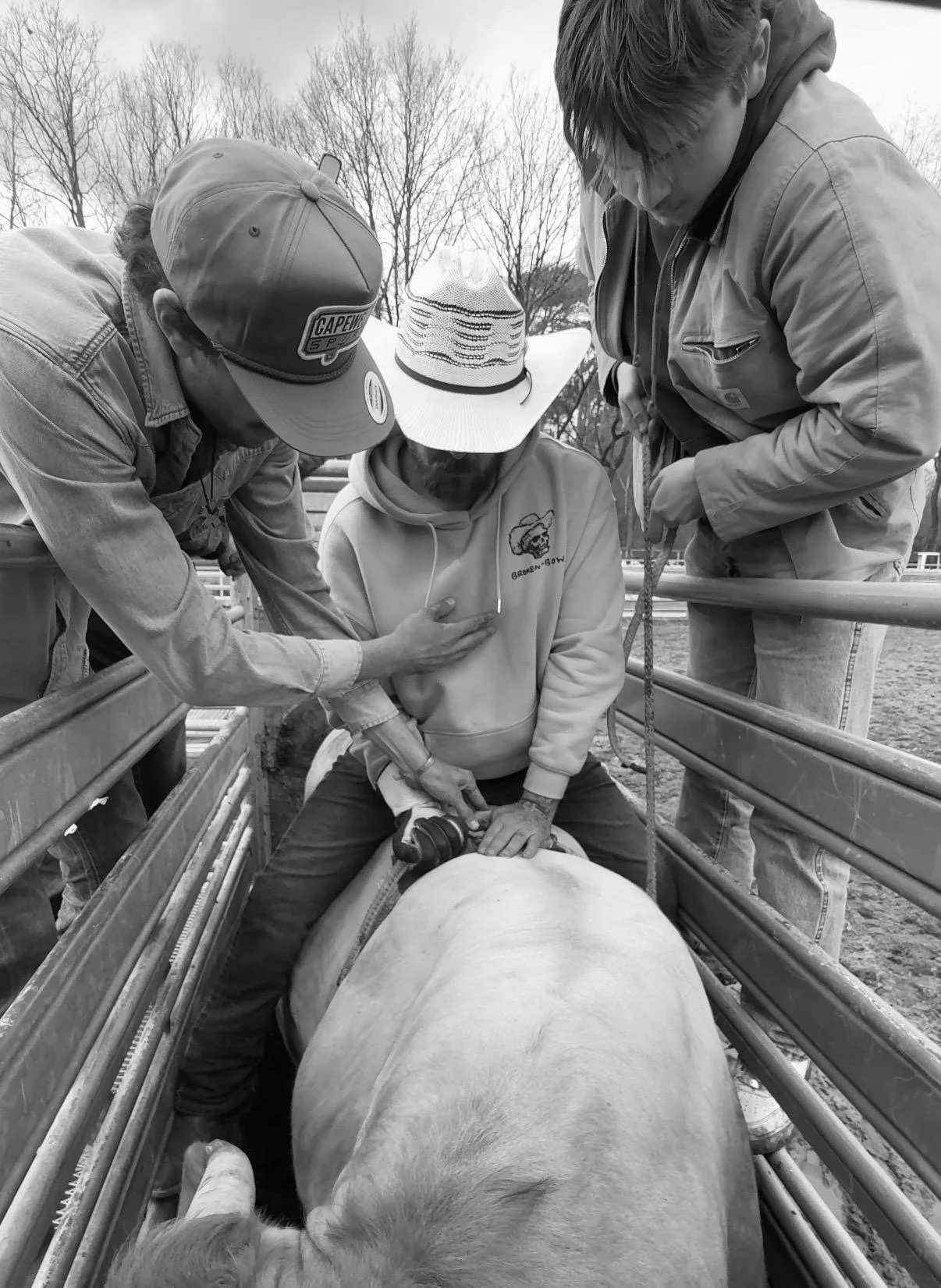 Three people attending to a cow, with two standing outside a cattle trailer and one sitting on the cow, using a stethoscope.