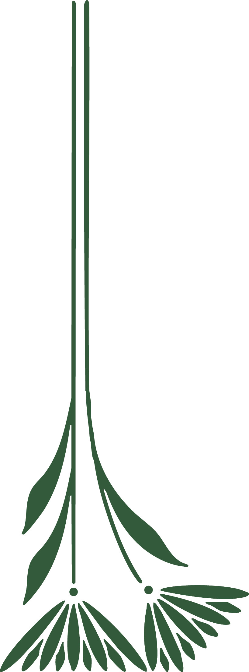 Illustration of a young plant sprouting with two narrow, elongated leaves and a small seedling at the base.