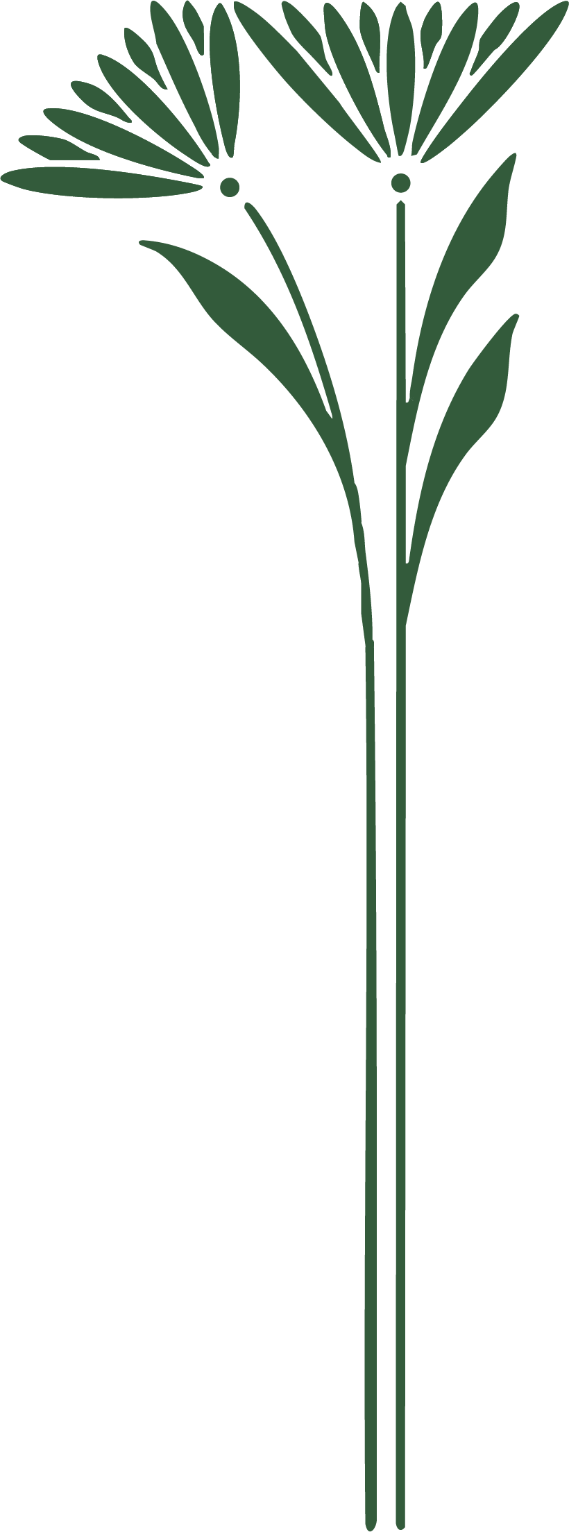 Illustration of a stylized green plant with large, fan-like leaves at the top and long, slender leaves along the stalk.