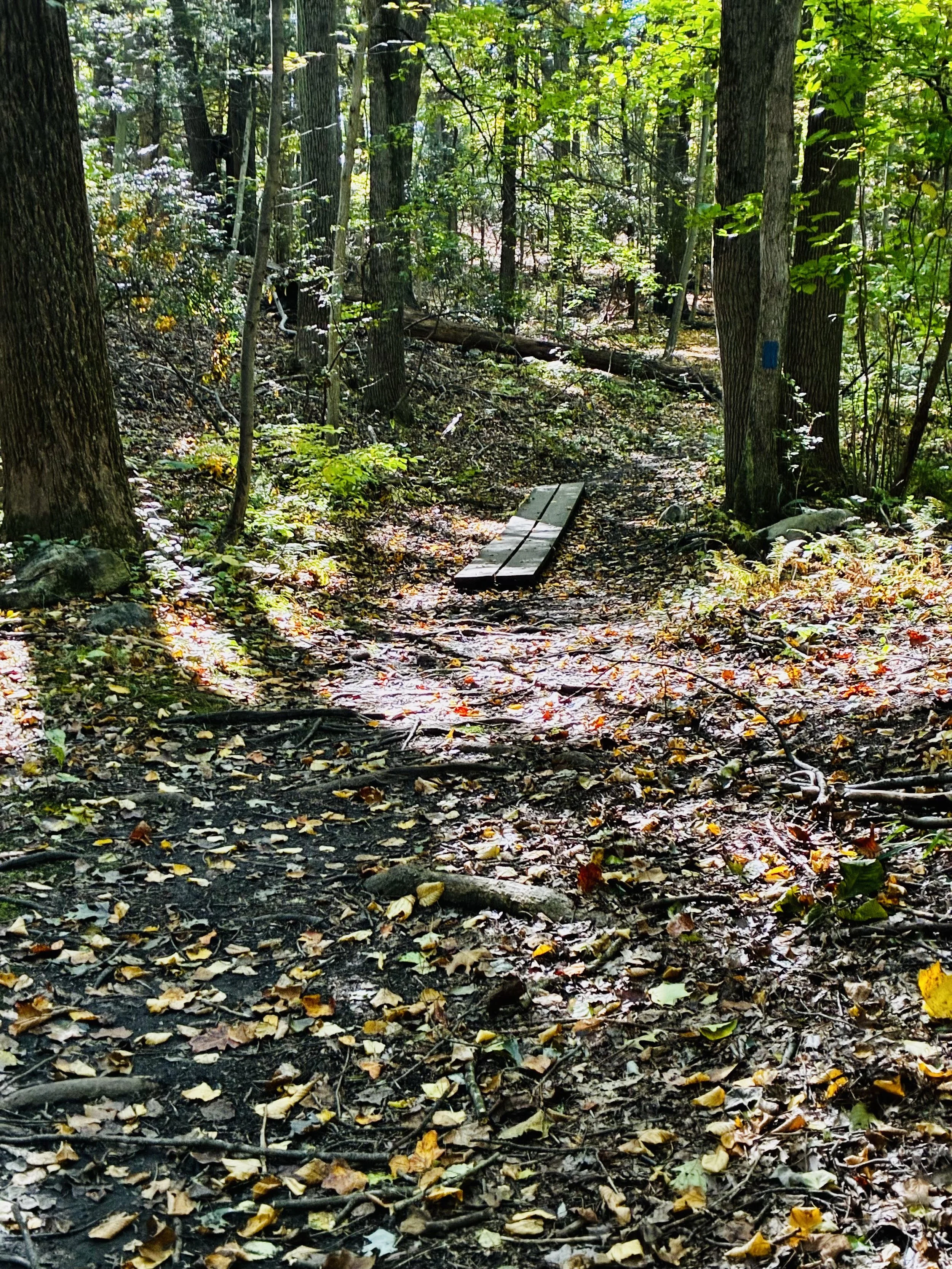 Thanksgiving  Hike – Turkey Hill  10:00 start time