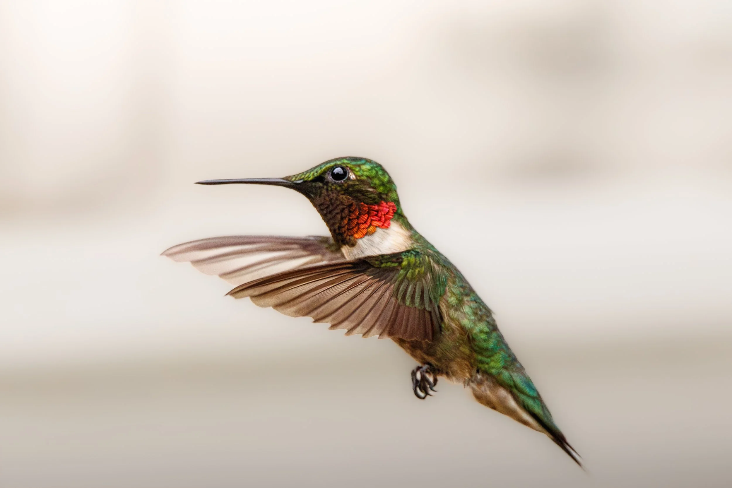 HummingBird3 (1 of 1).jpg