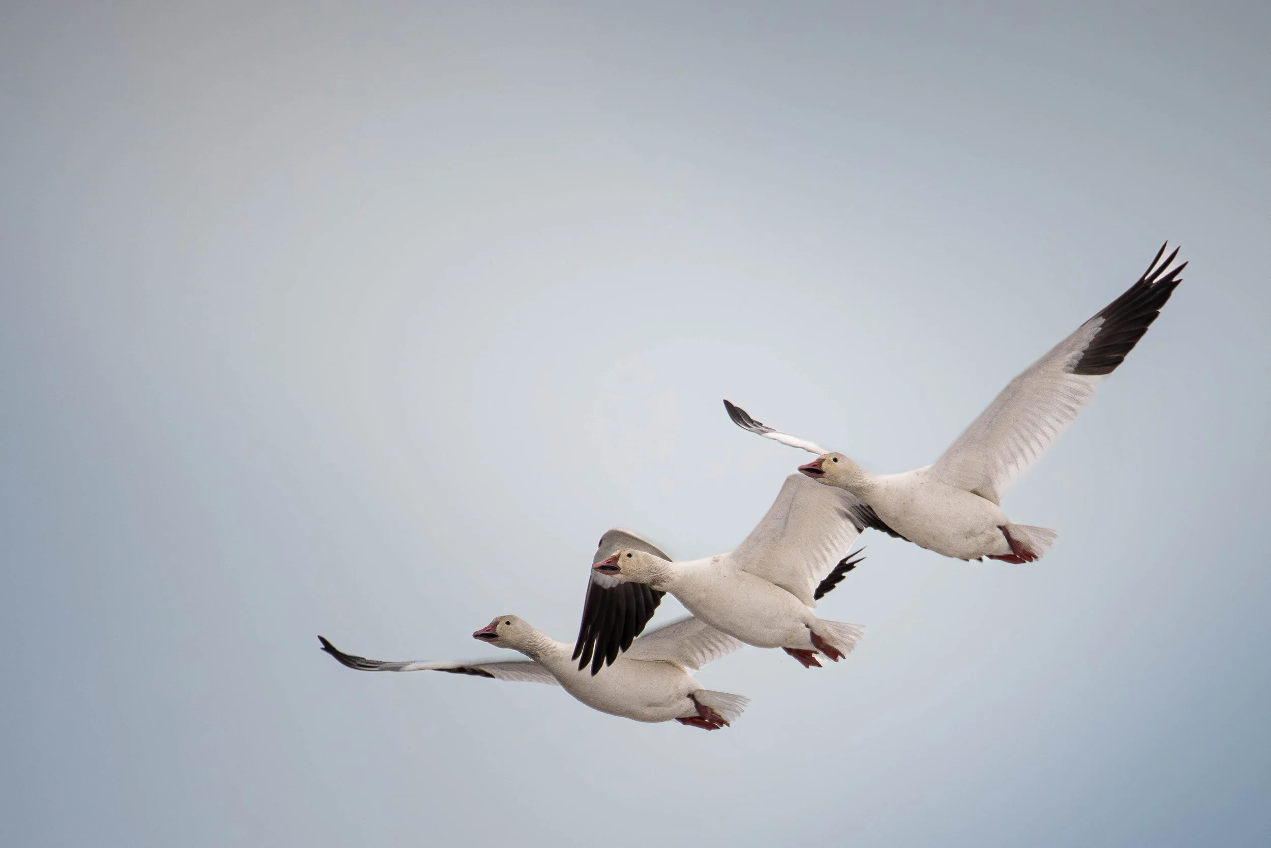 3flying (1 of 1).jpg