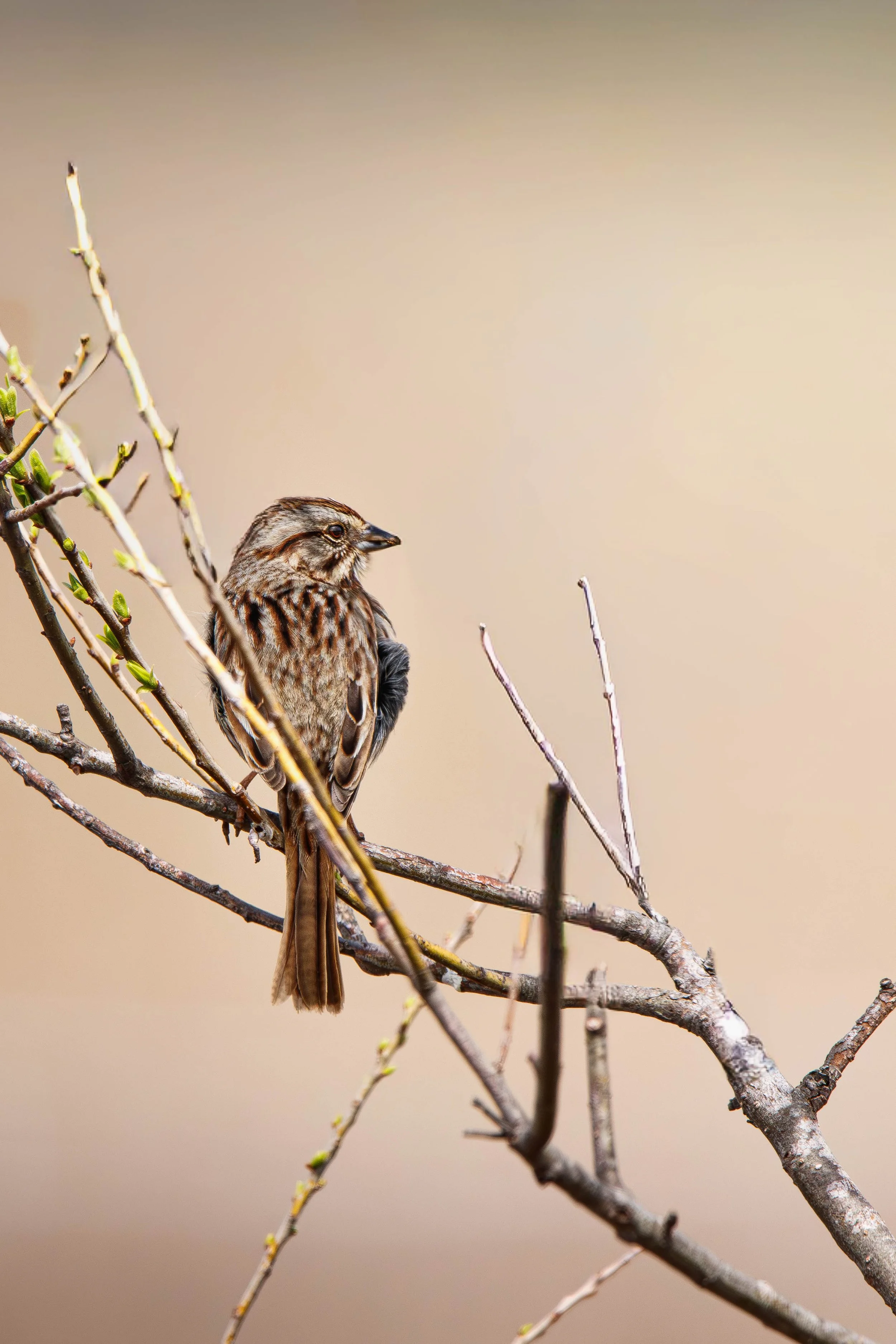 SongSparrow (1 of 1).jpg