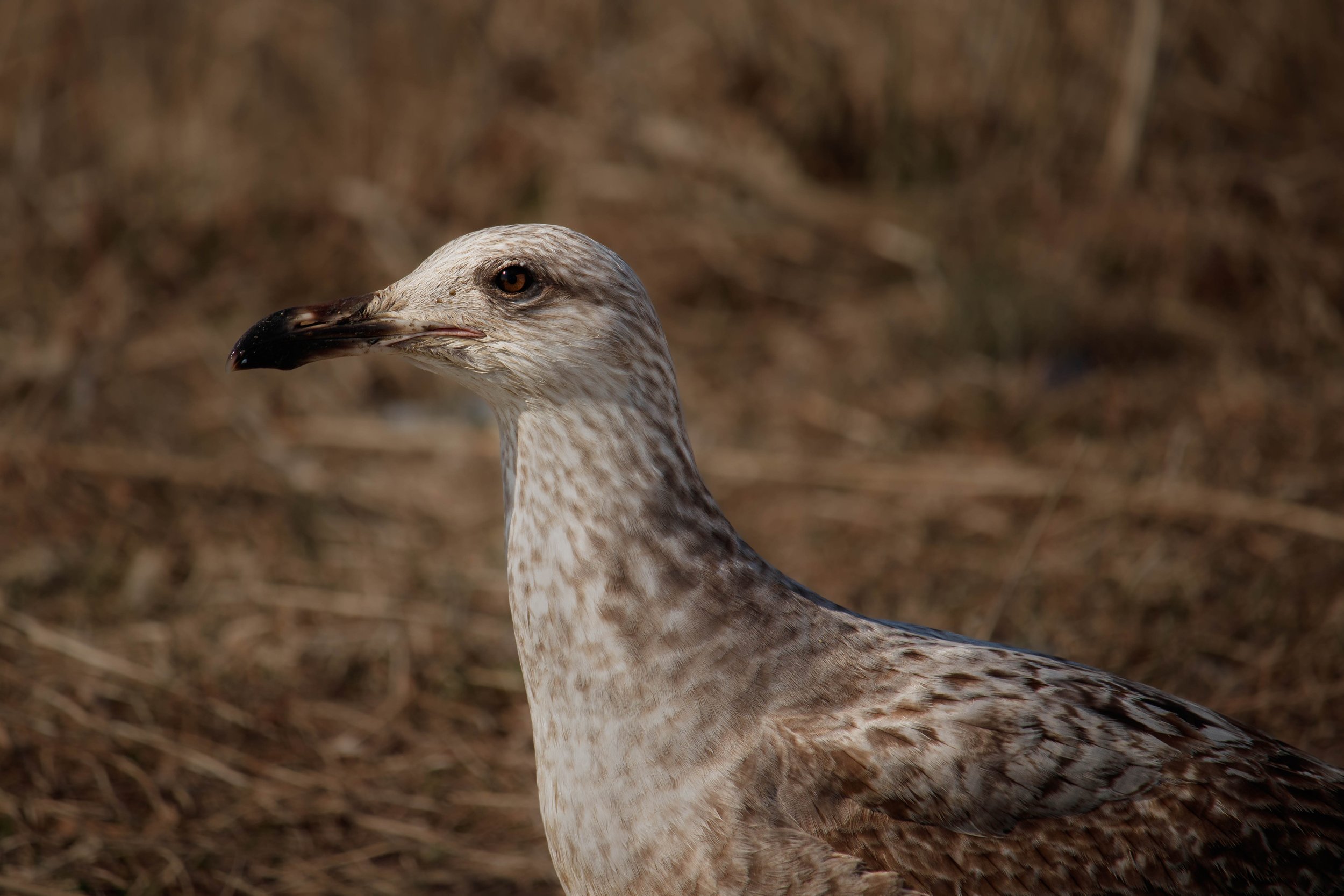 GullPortrait (1 of 1).jpg