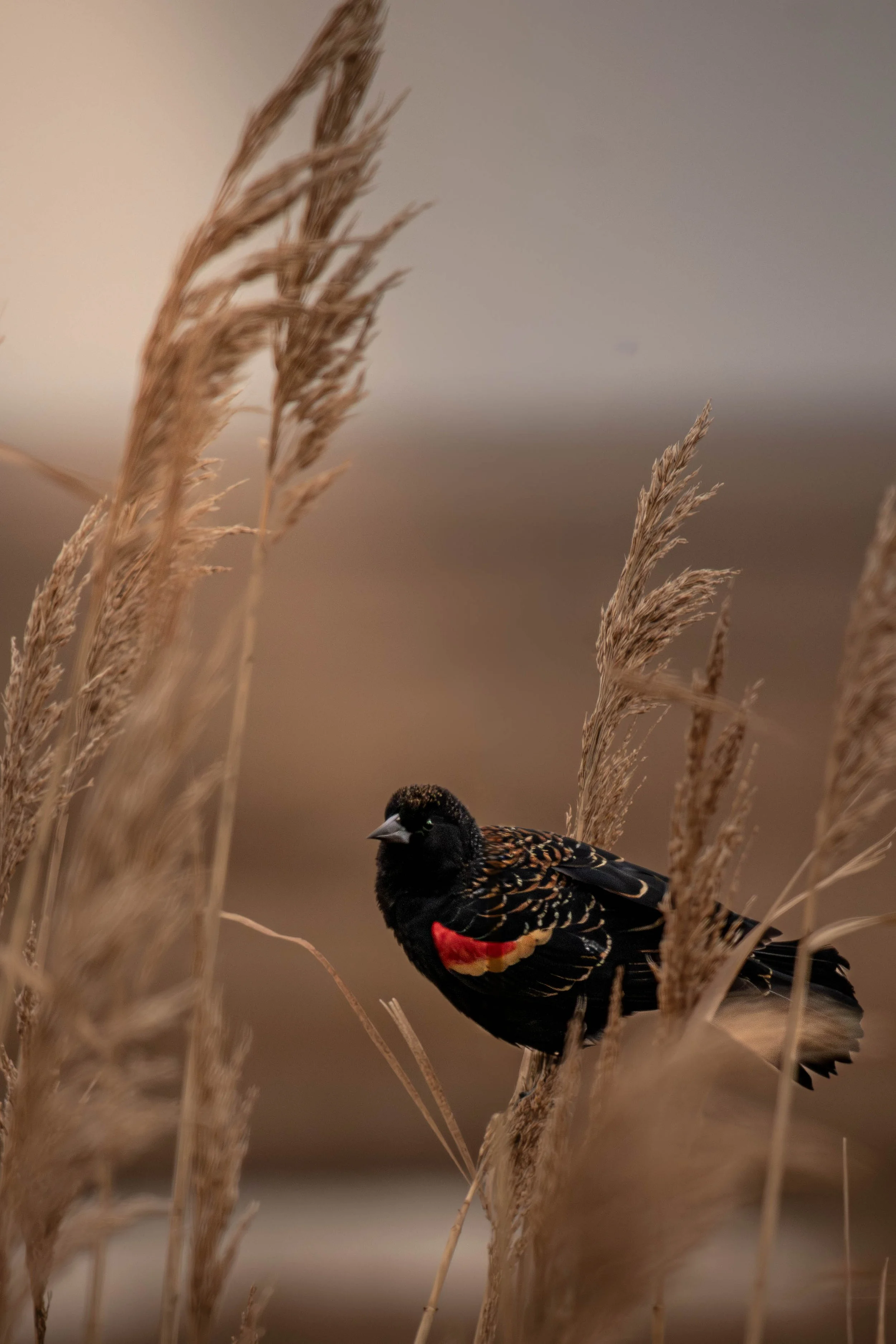 A colorful bird perched on a tall, dried grass stalk in a natural outdoor setting.