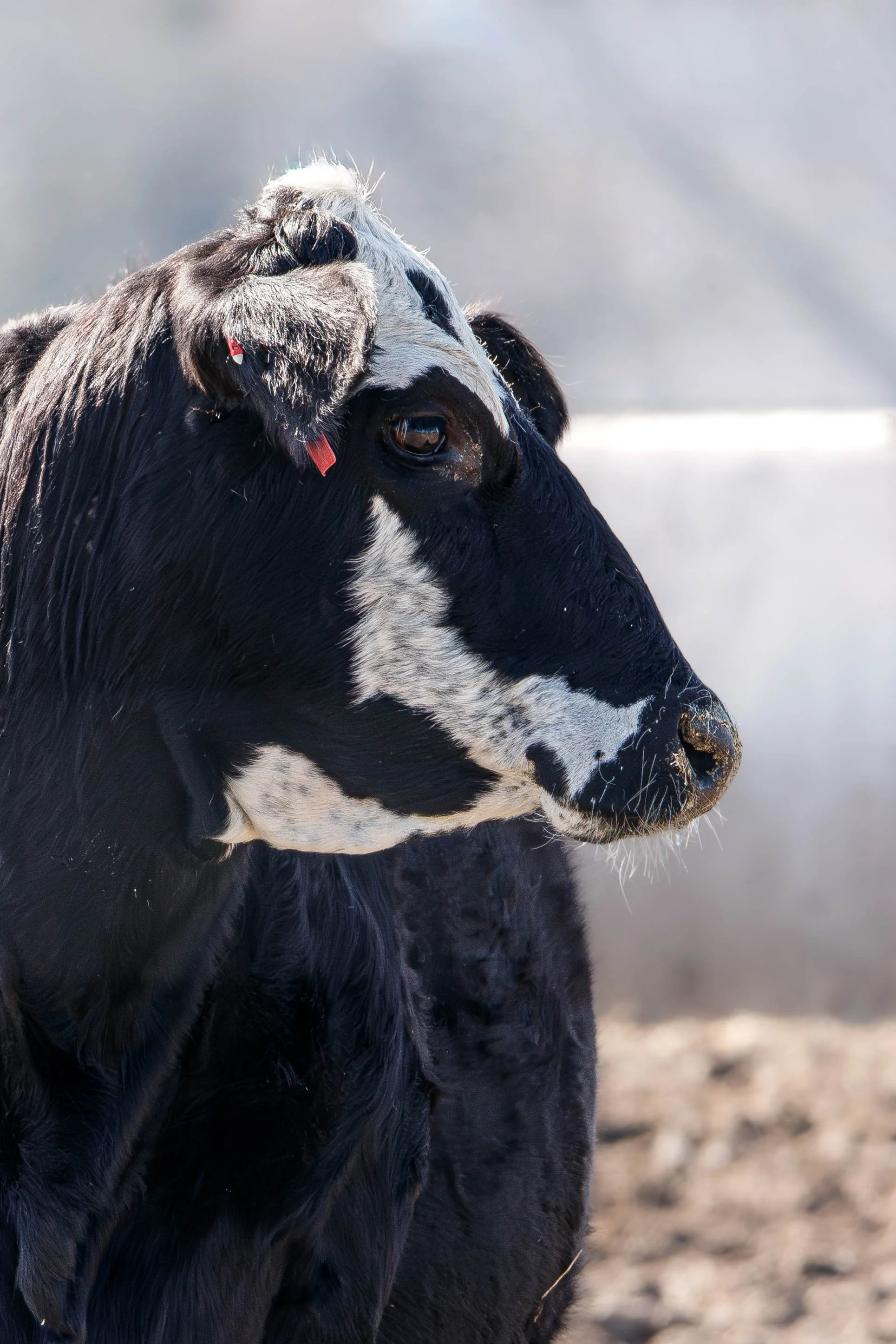cow (1 of 1).jpg