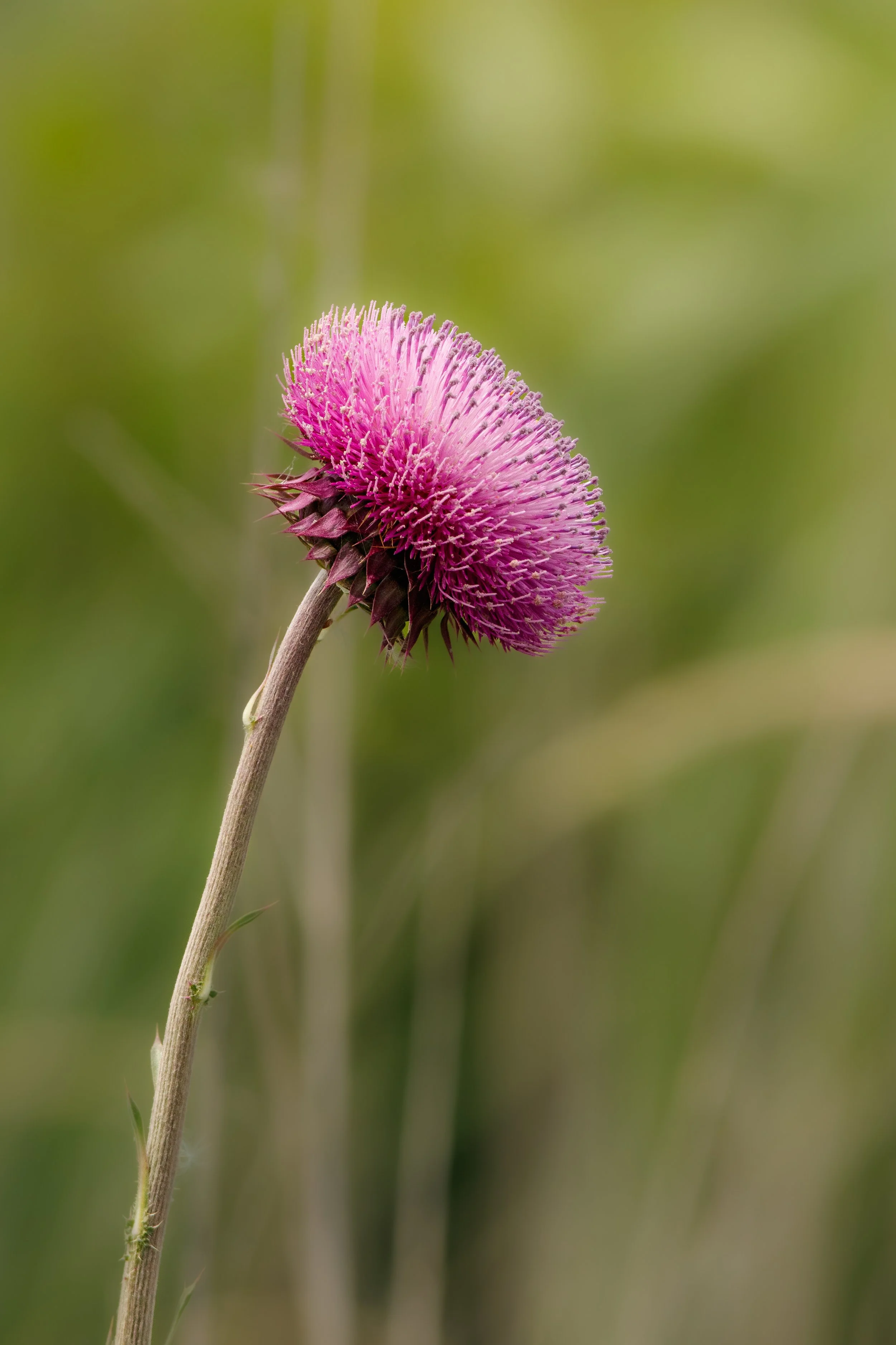 SingularFlower (1 of 1).jpg