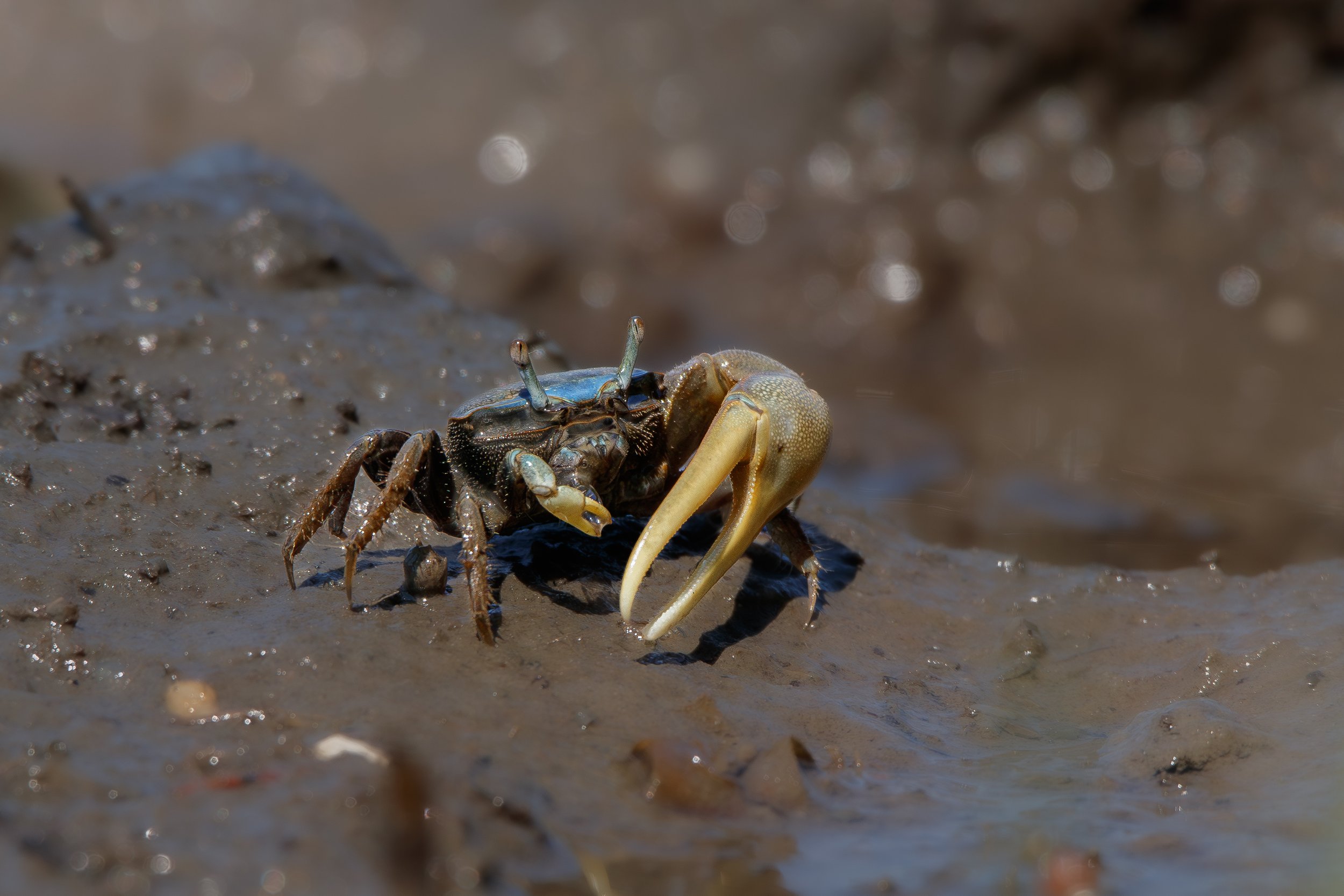 fiddlerCrab1 (1 of 1).jpg