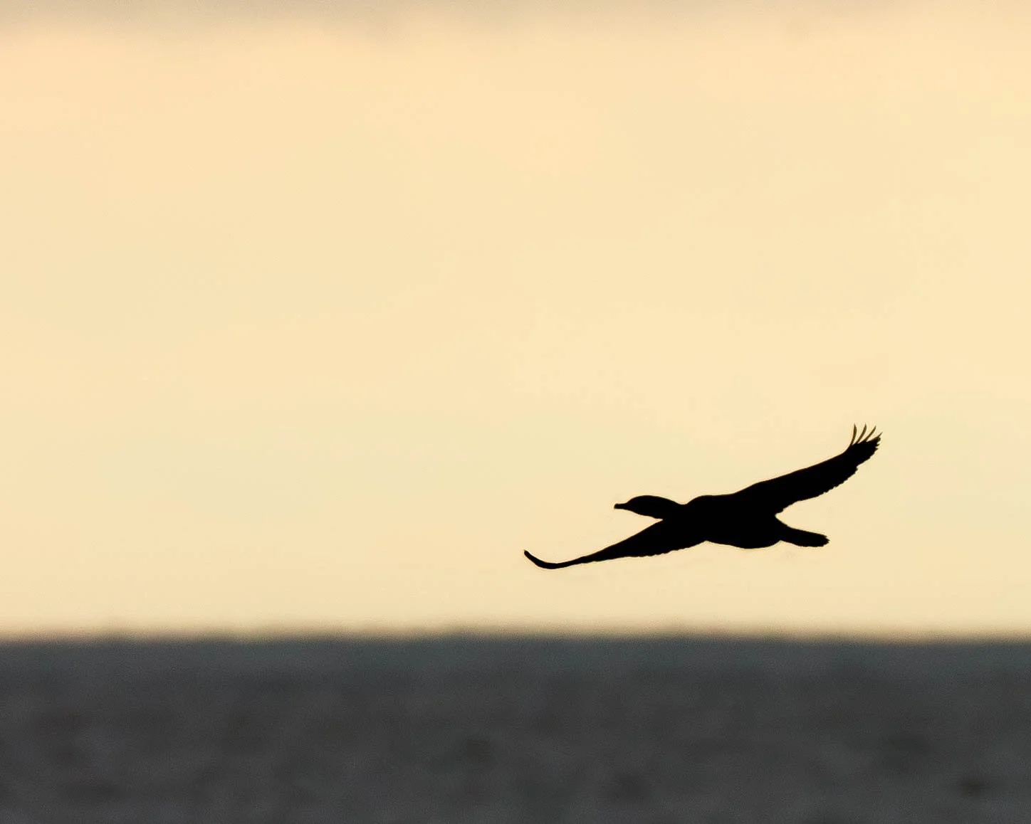 silhouette (1 of 1).jpg