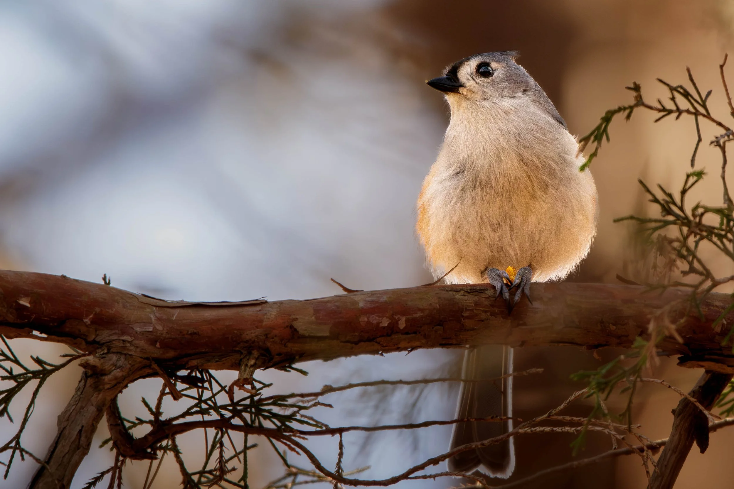 TuftedTitmouse2 (1 of 1).jpg