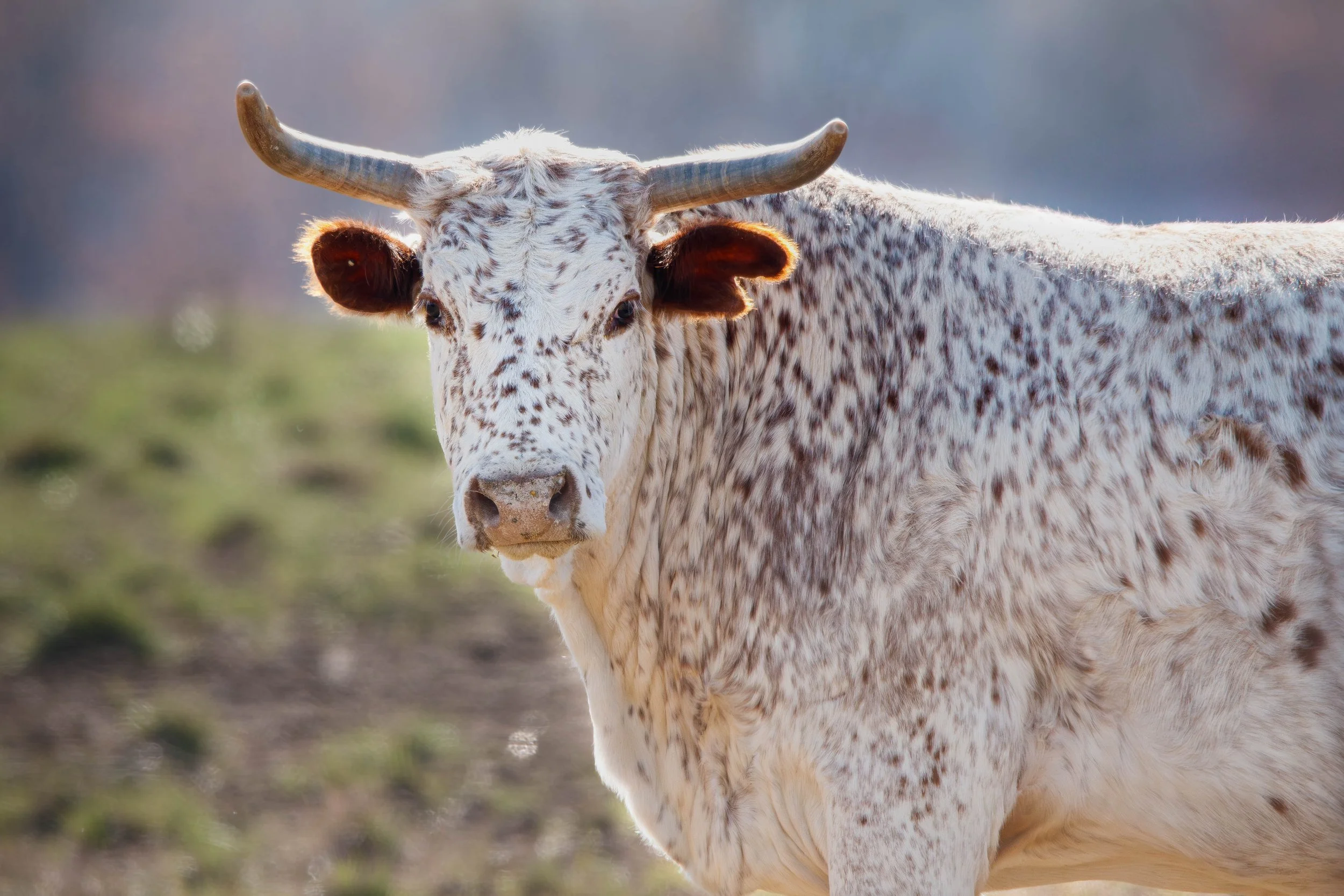 Bull2 (1 of 1).jpg