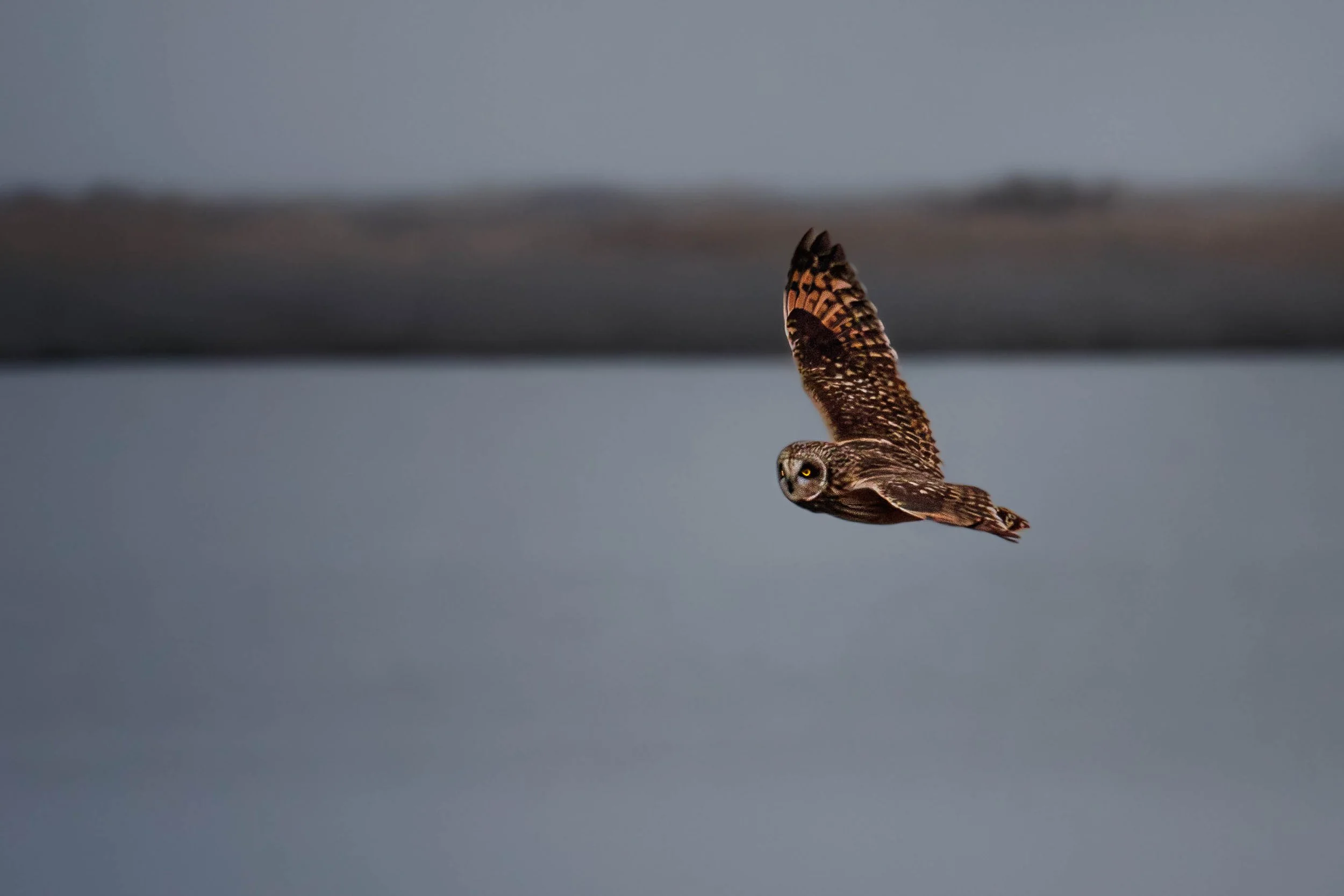 shortearedowl2 (1 of 1).jpg