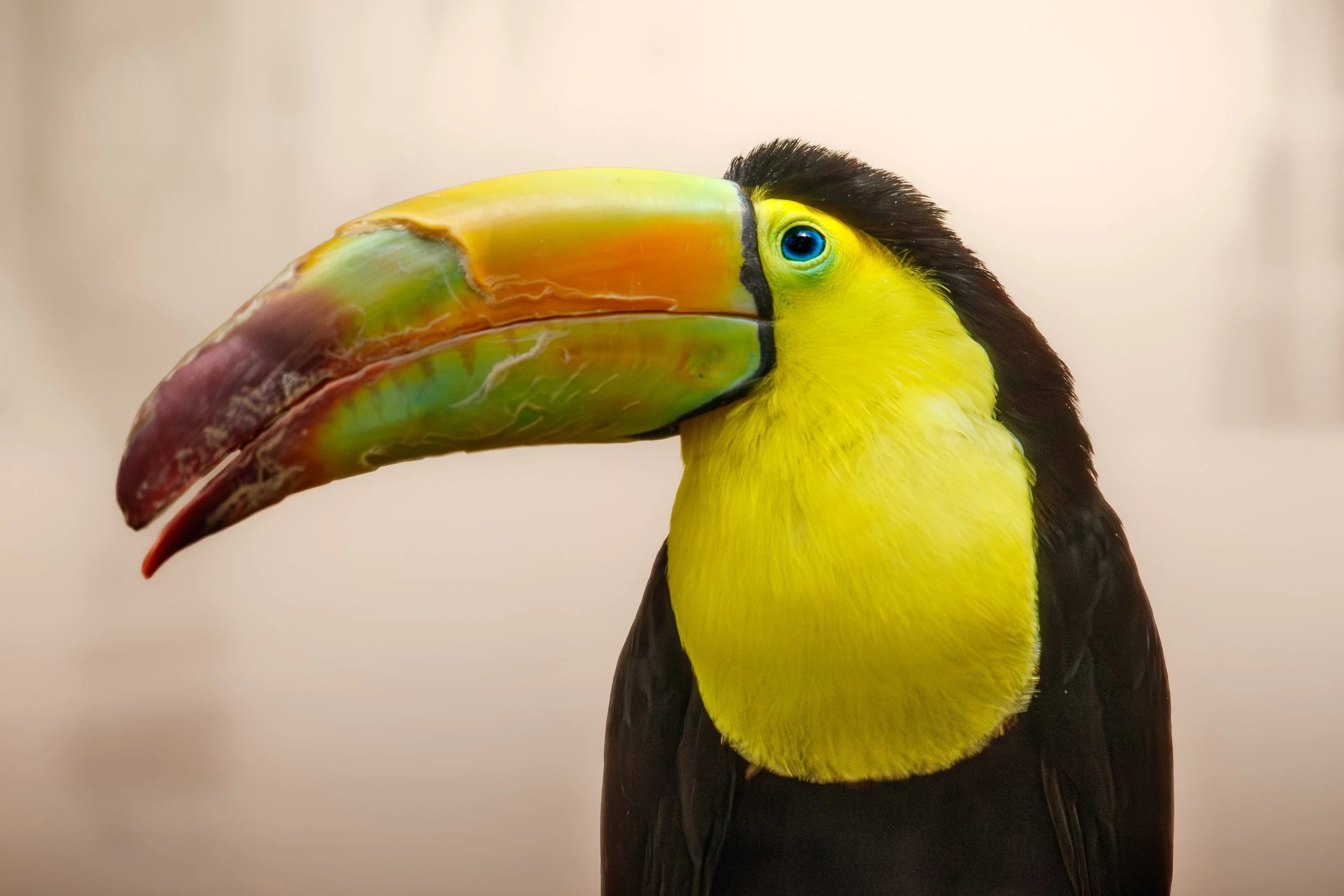 Tucan (1 of 1).jpg