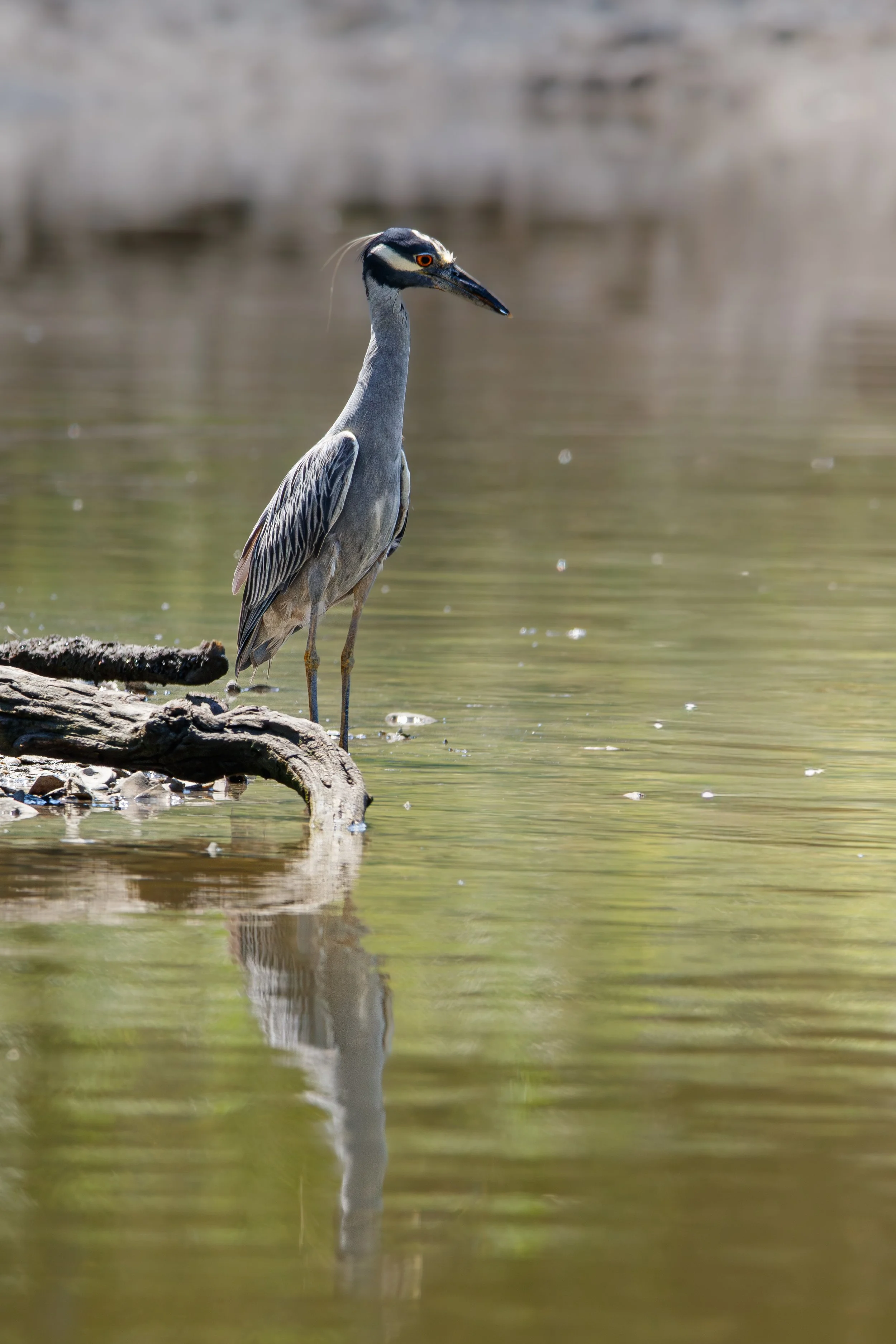 HeronW-Reflection100 (1 of 1).jpg