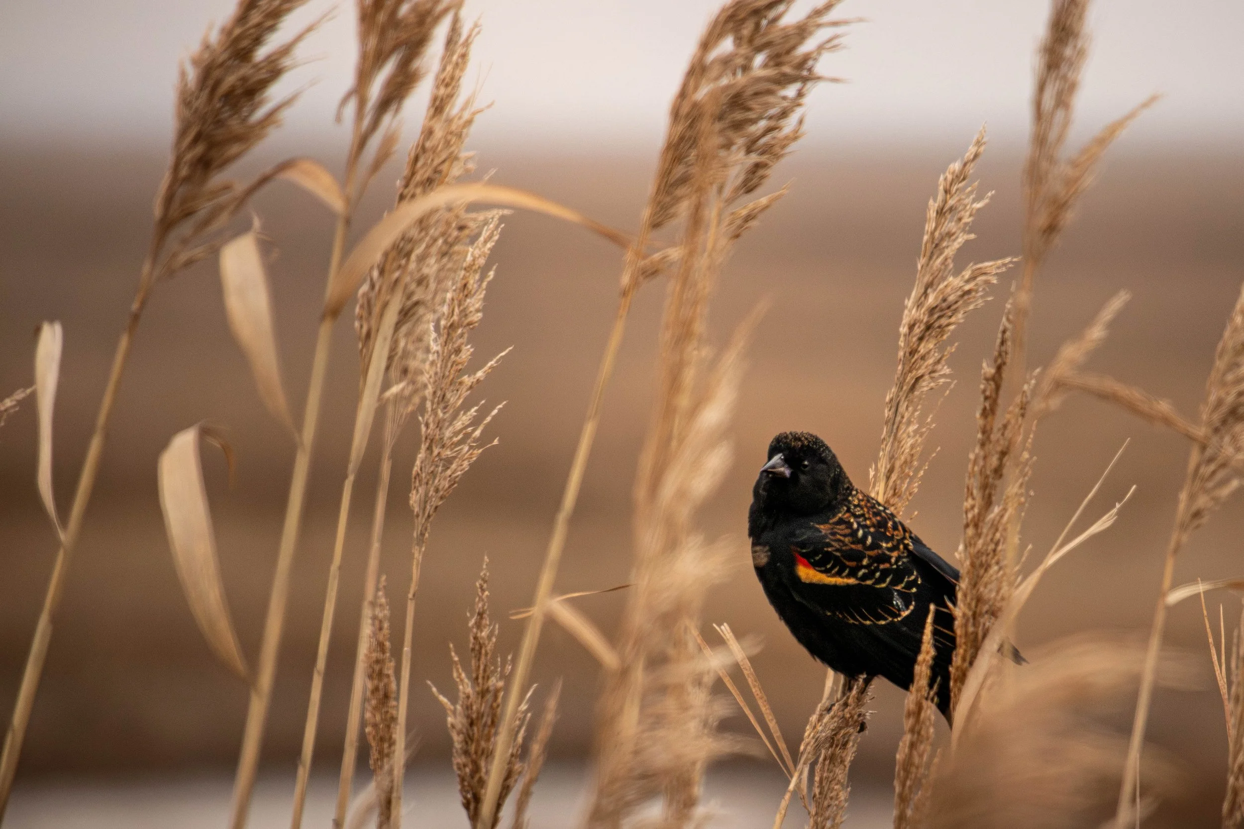 BlackBird (1 of 1).jpg