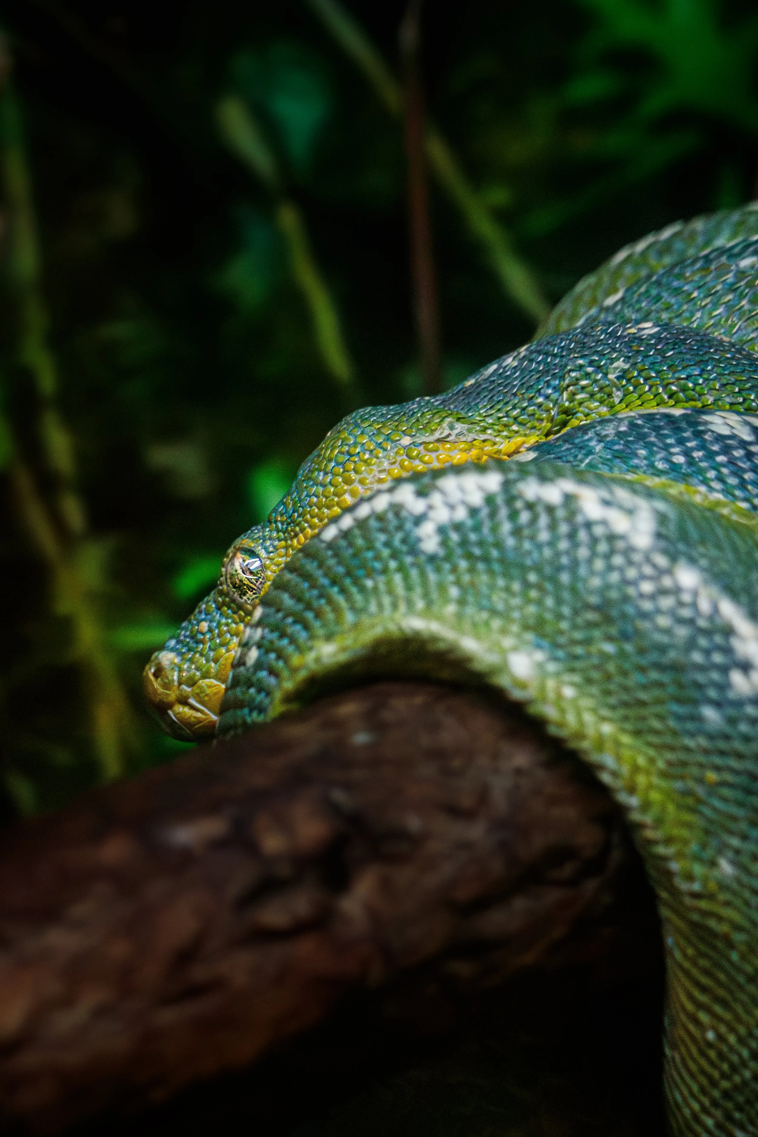 snake (1 of 1).jpg