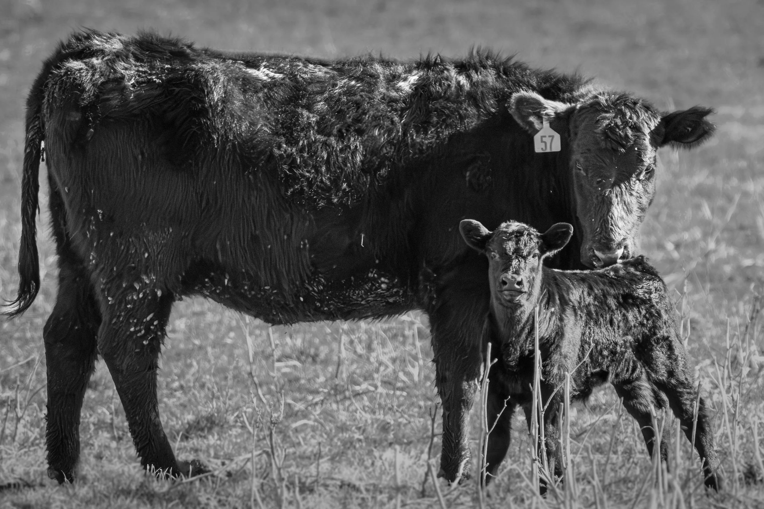 calf2 (1 of 1).jpg