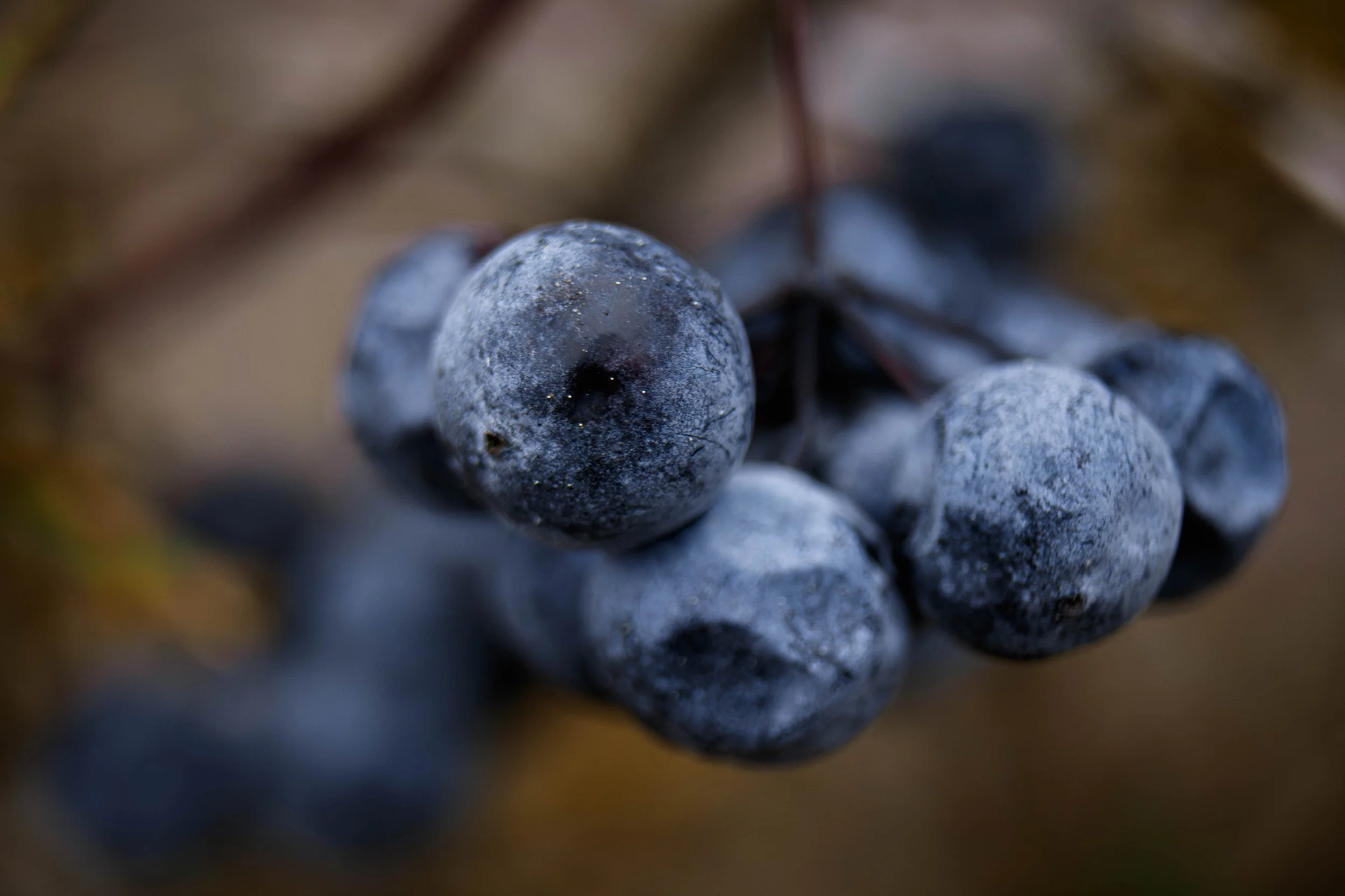 WildBerries (1 of 1).jpg