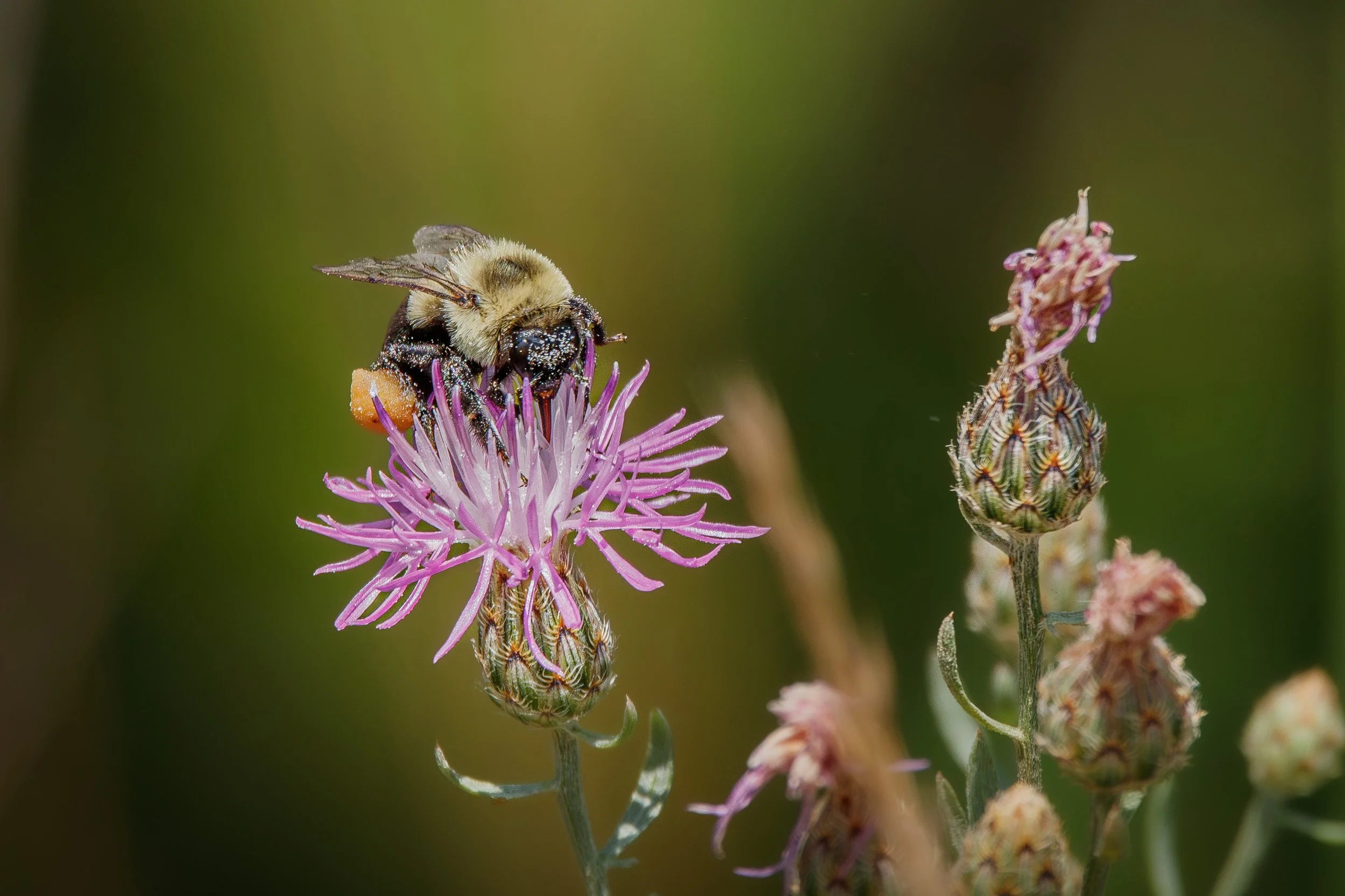 BeePolinating (1 of 1).jpg
