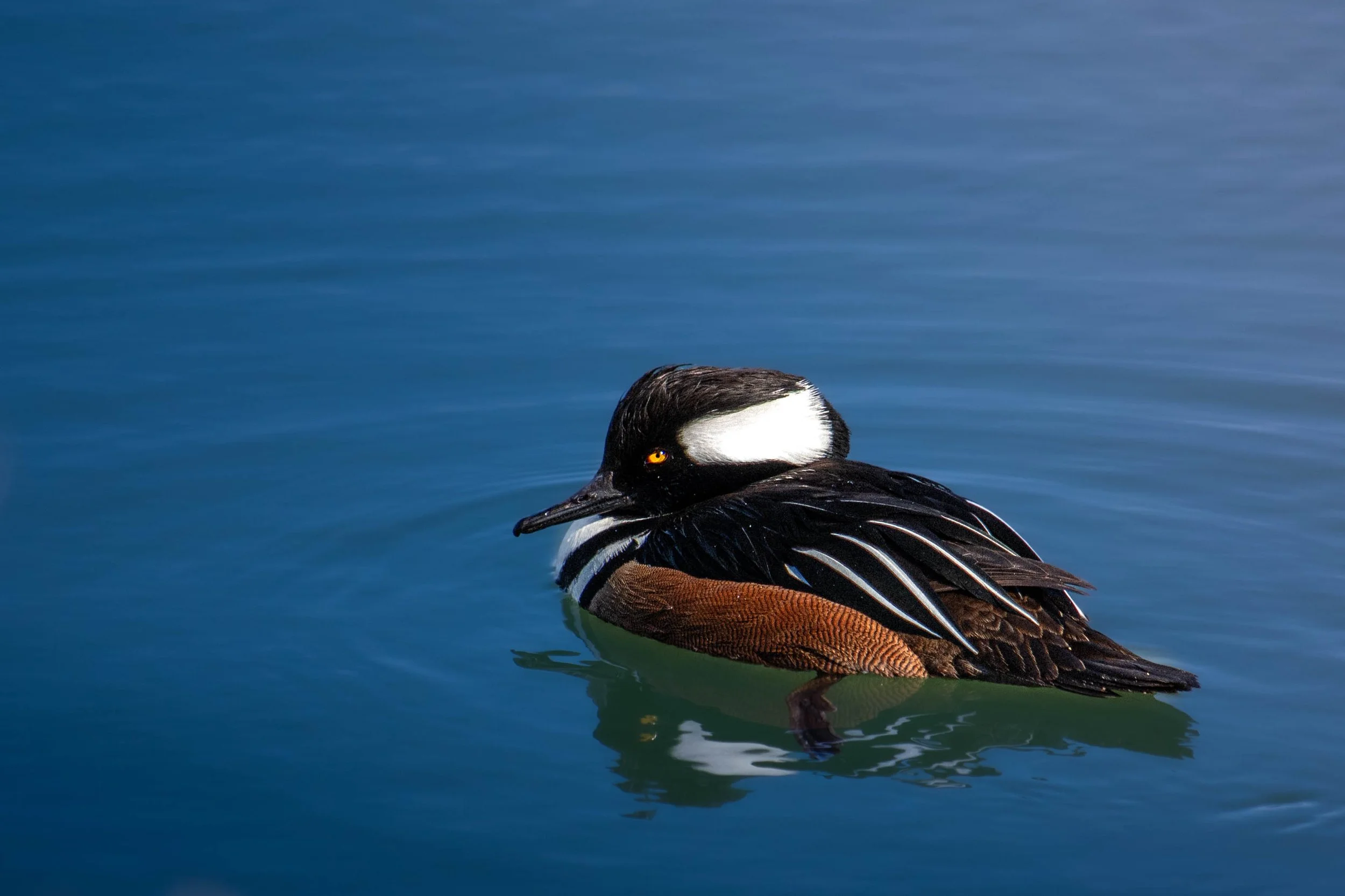 MaleHoodedMerganser (1 of 1).jpg