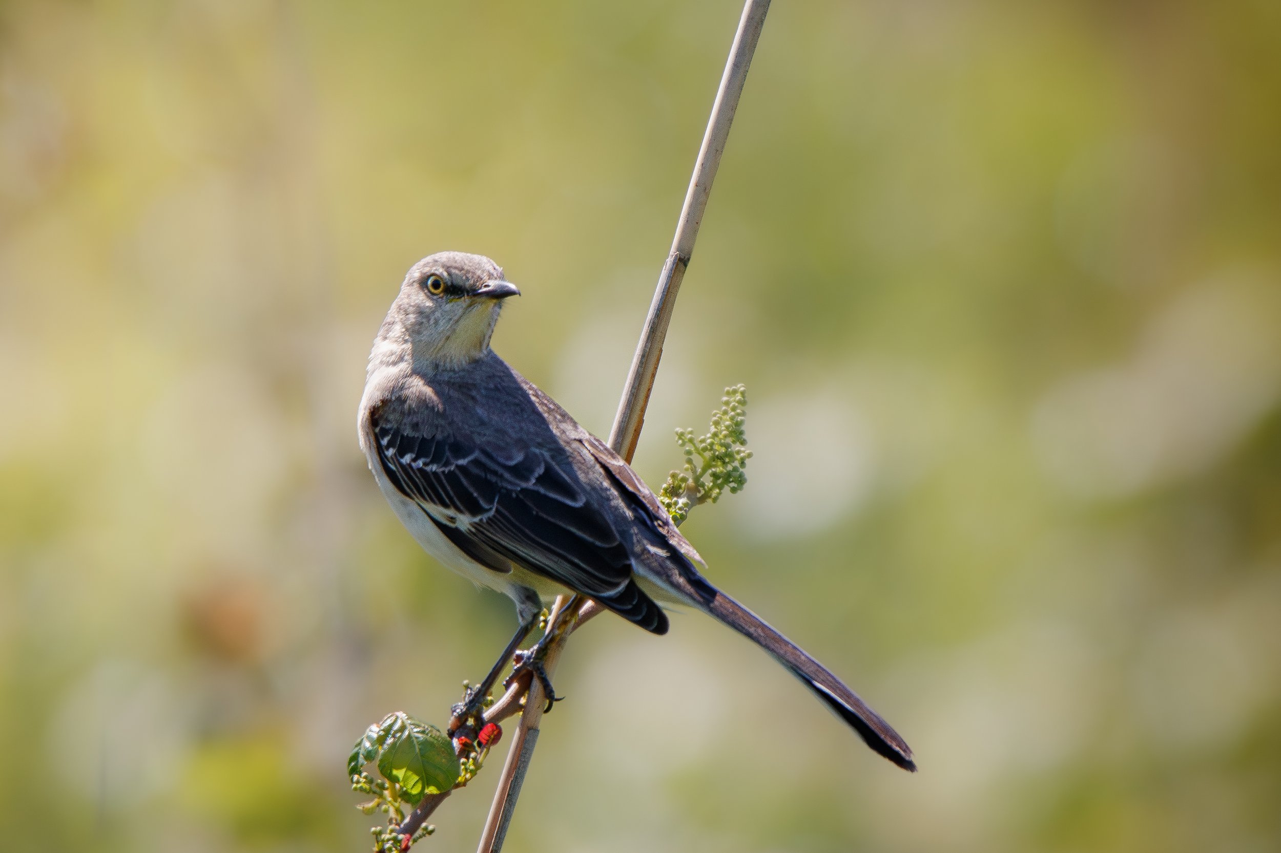 Mockingbird1.jpg