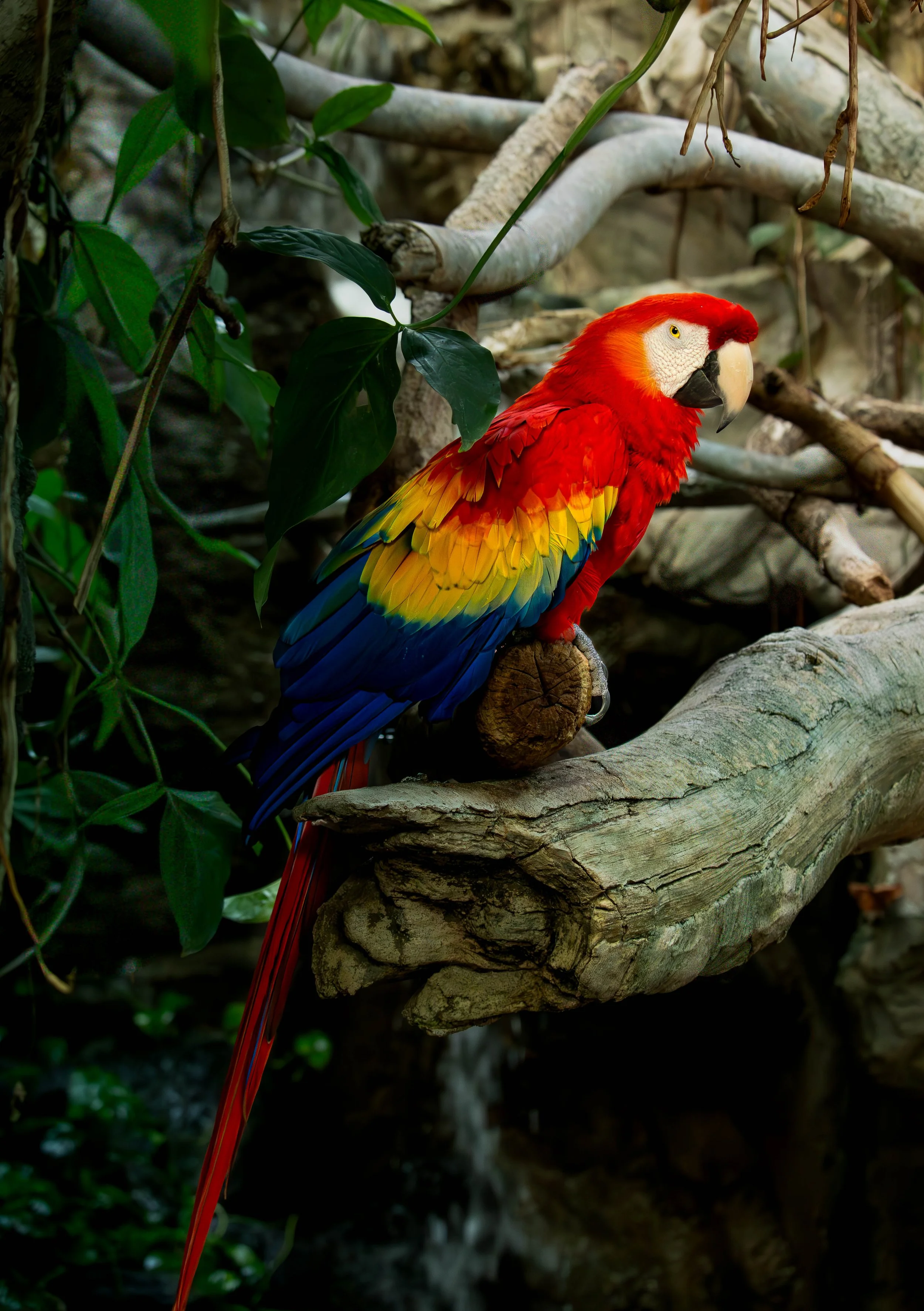 Macaw (1 of 1).jpg