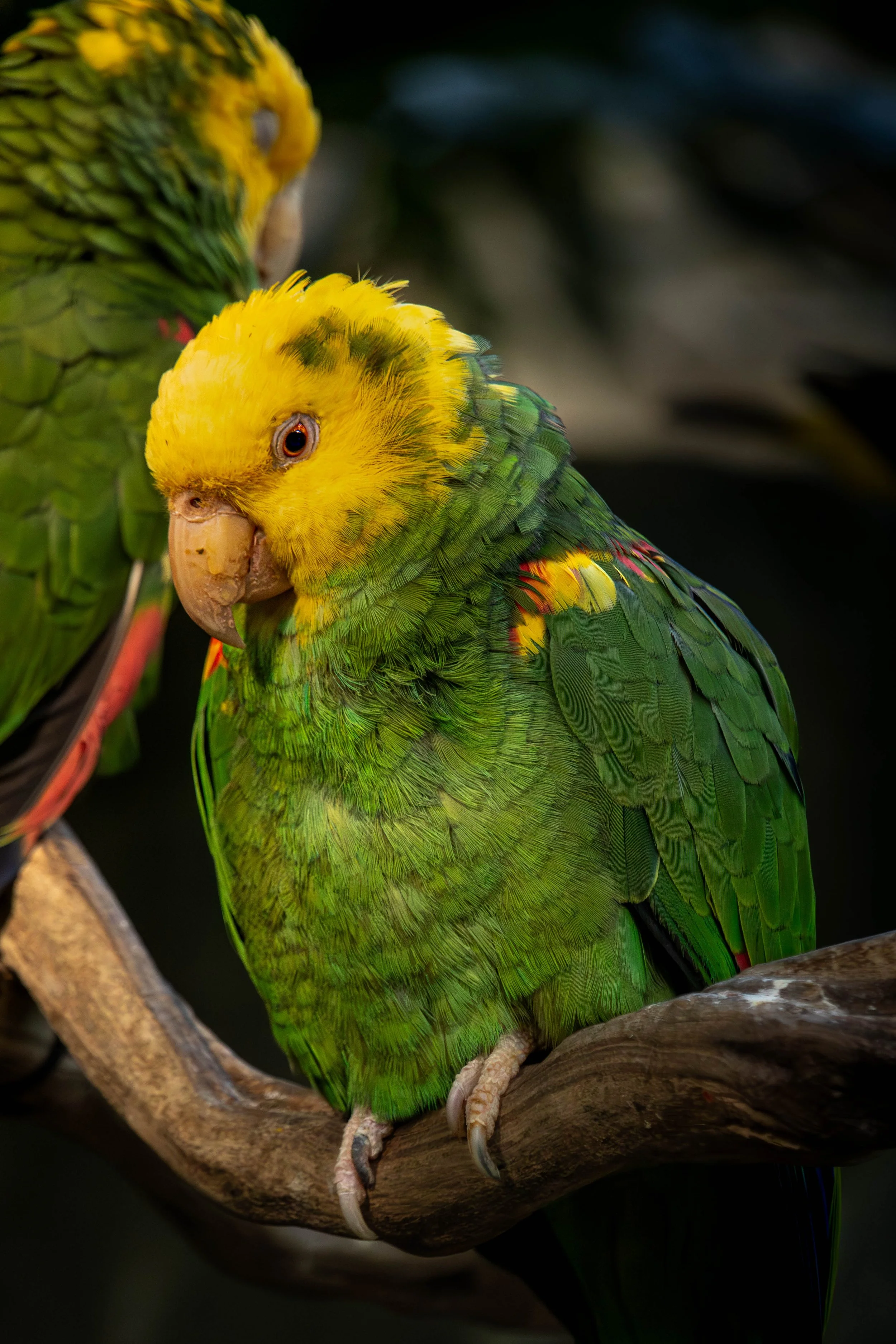 greenparrot (1 of 1).jpg