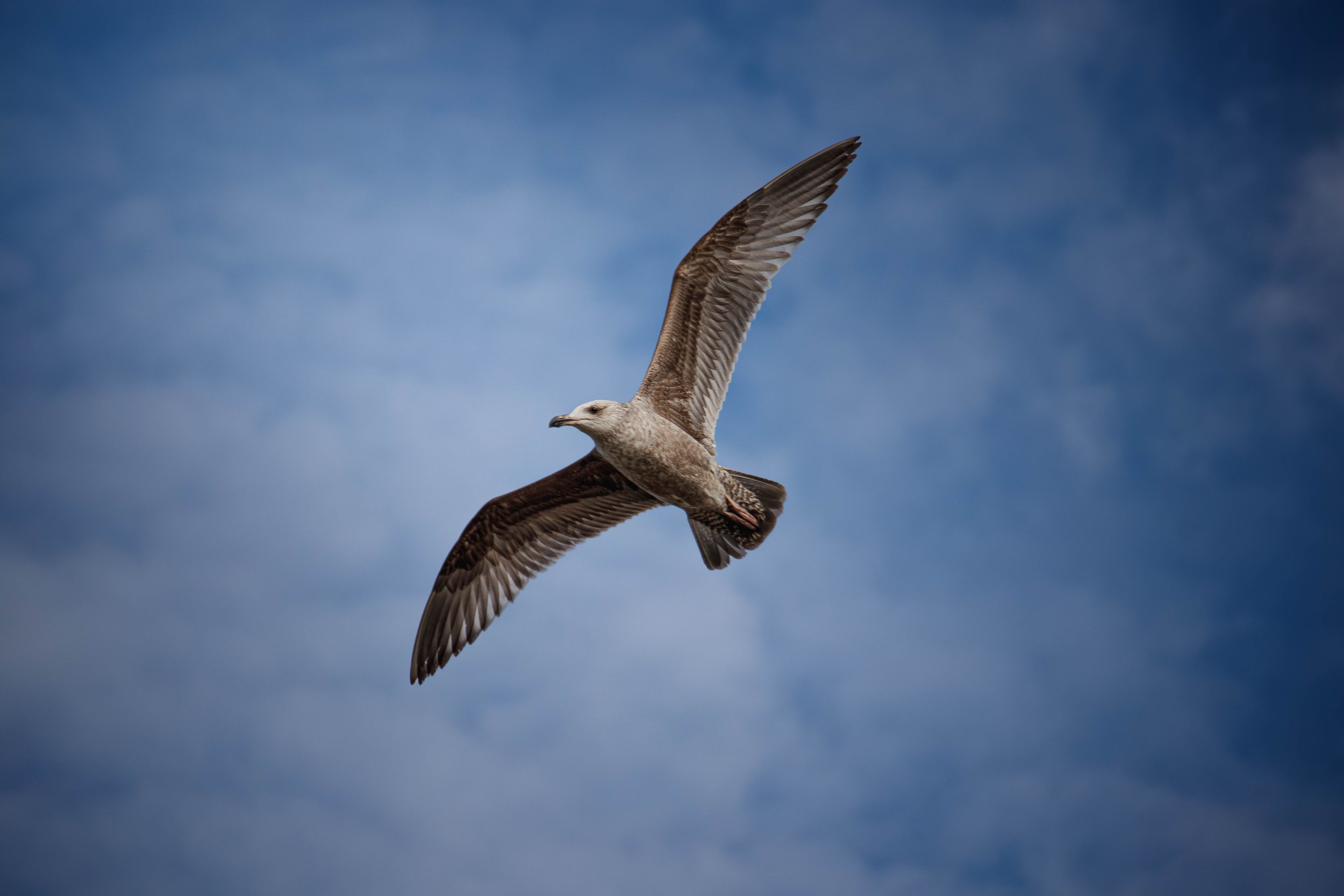 GullFlying (1 of 1).jpg