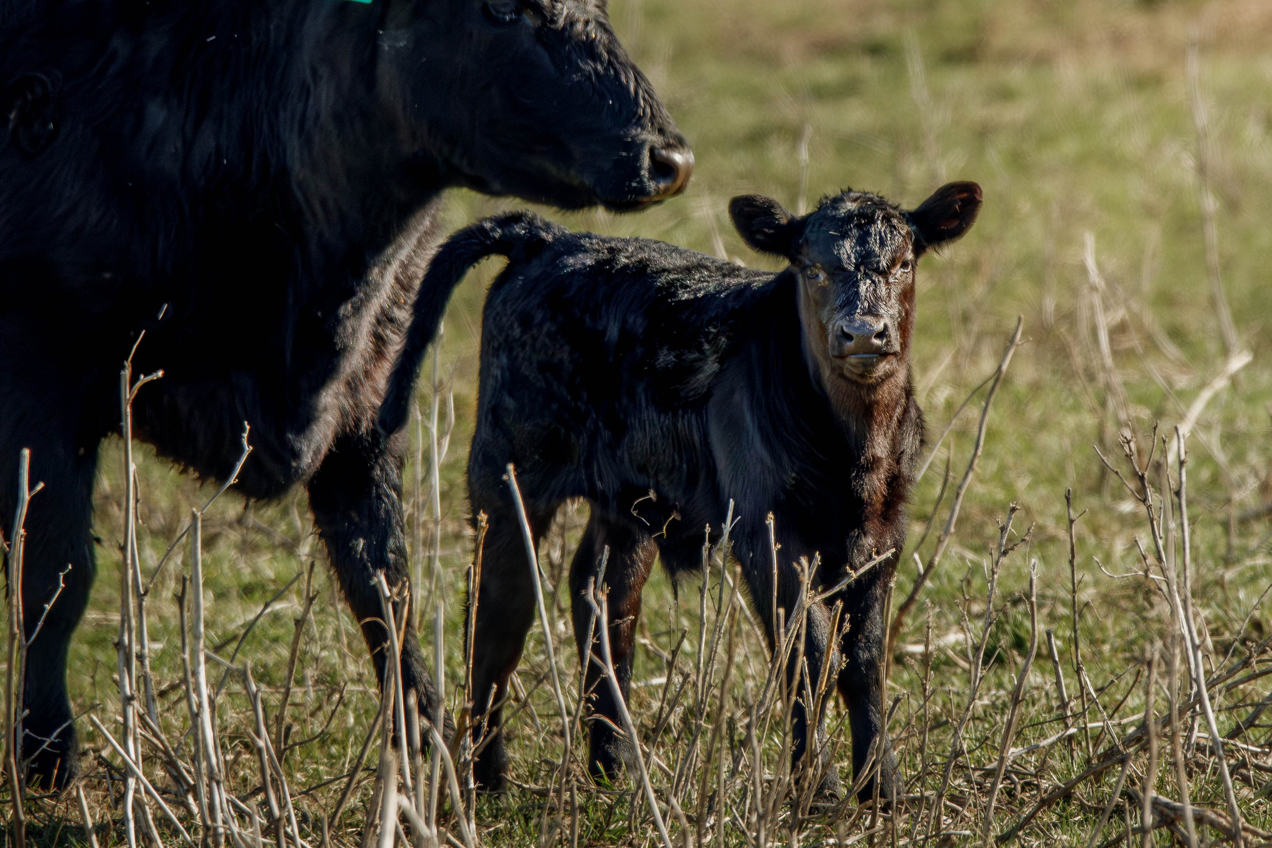 calf (1 of 1).jpg