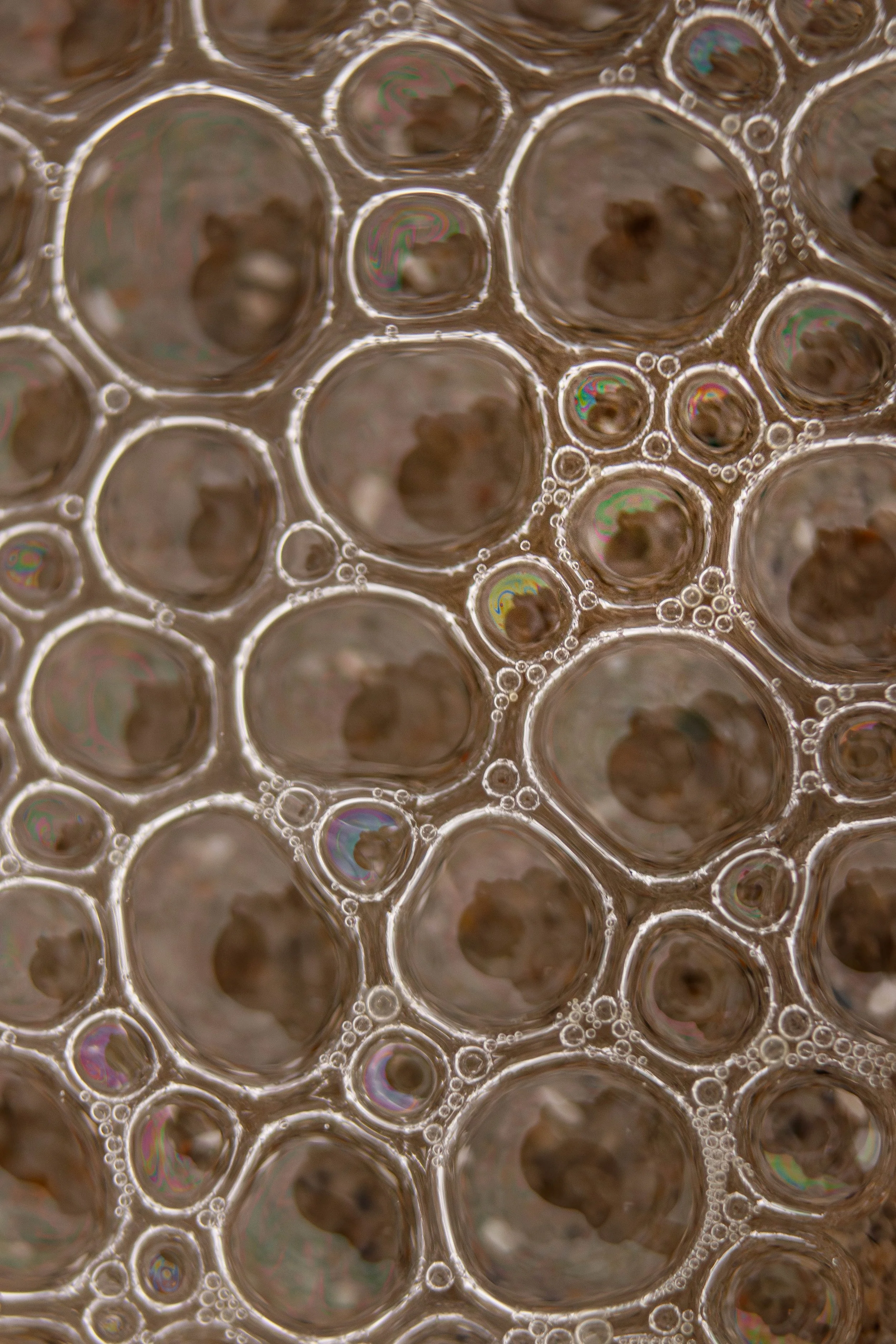 bubbles (1 of 1).jpg