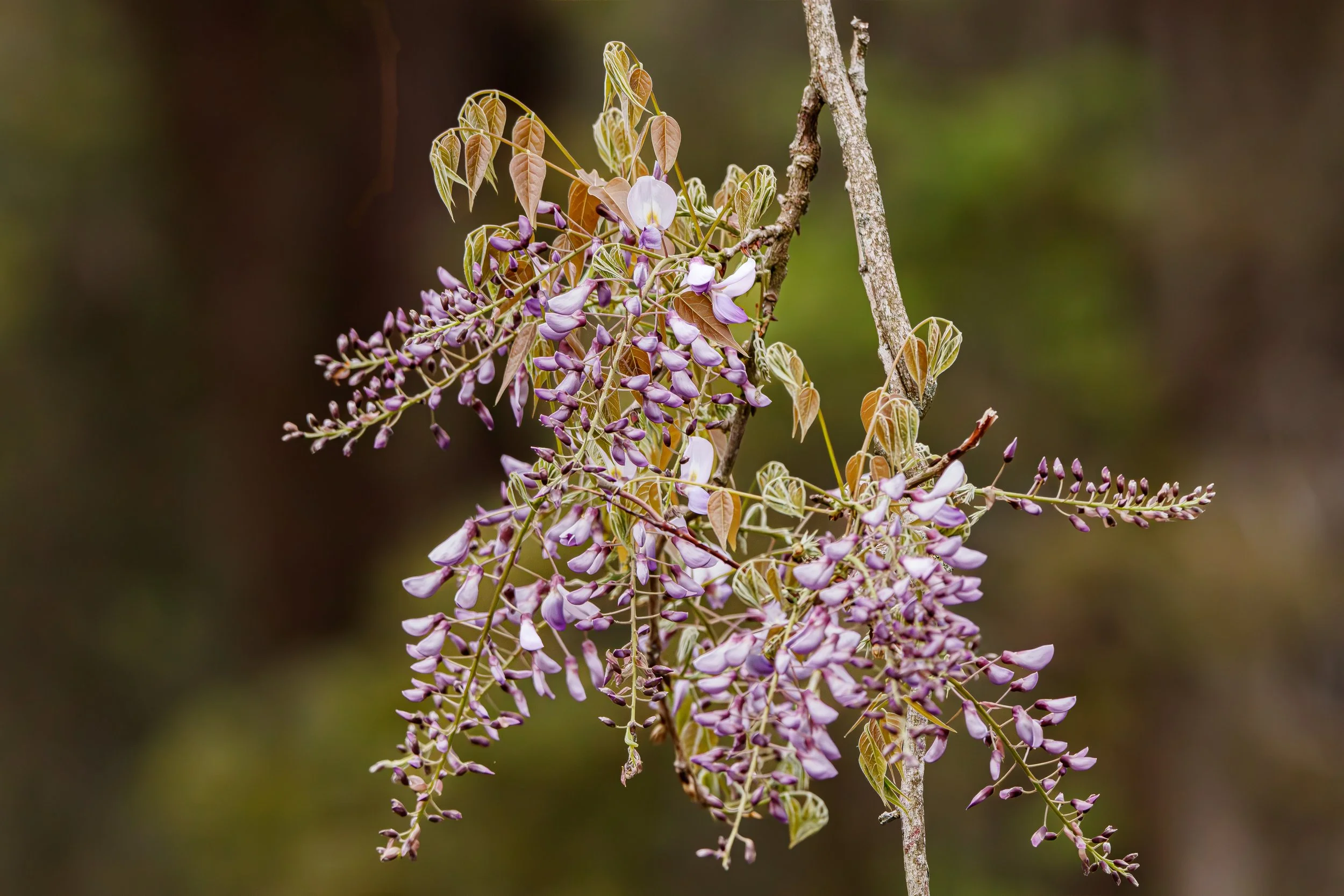 Wisteria (1 of 1).jpg