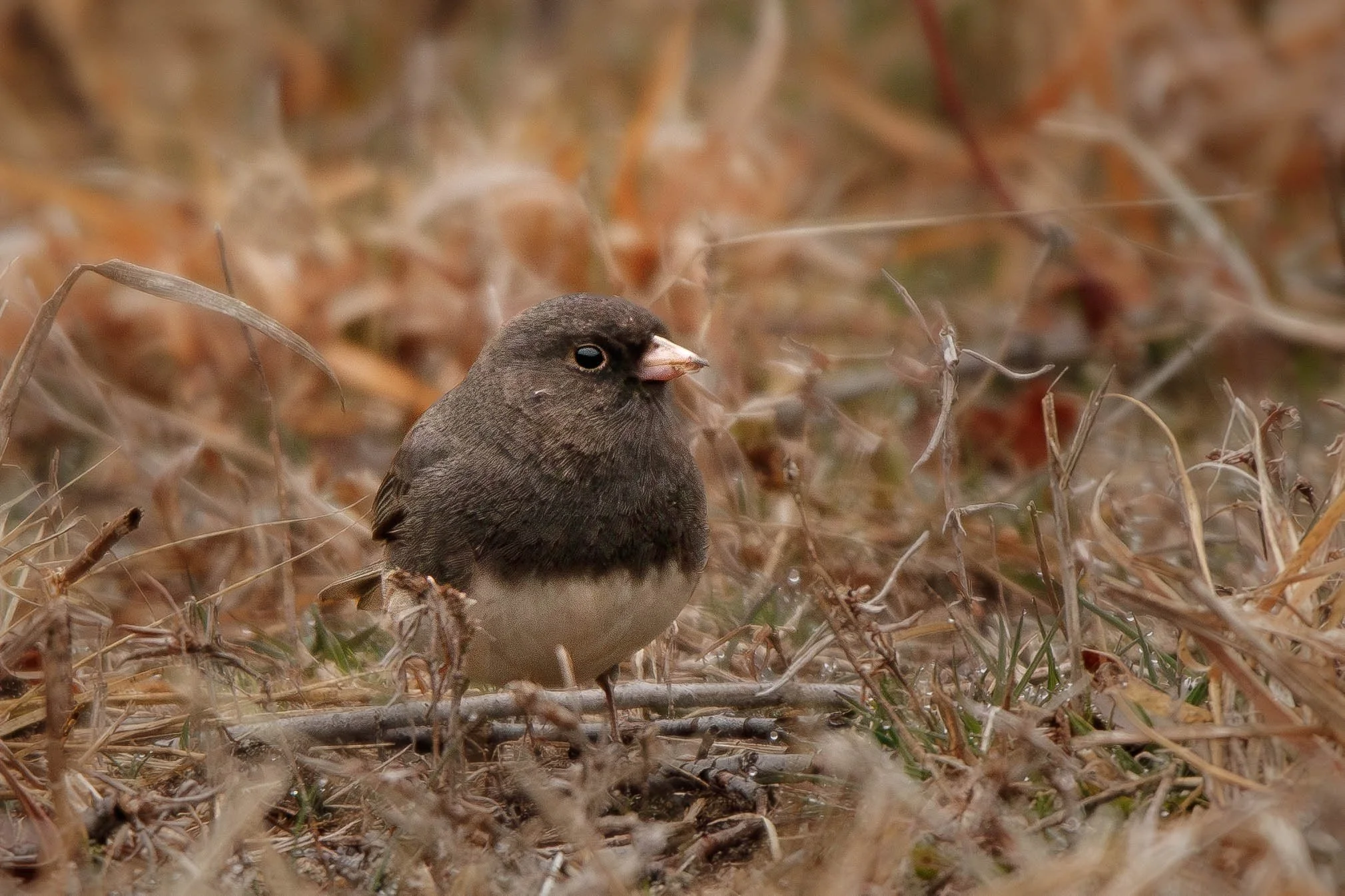 Junco2 (1 of 1).jpg