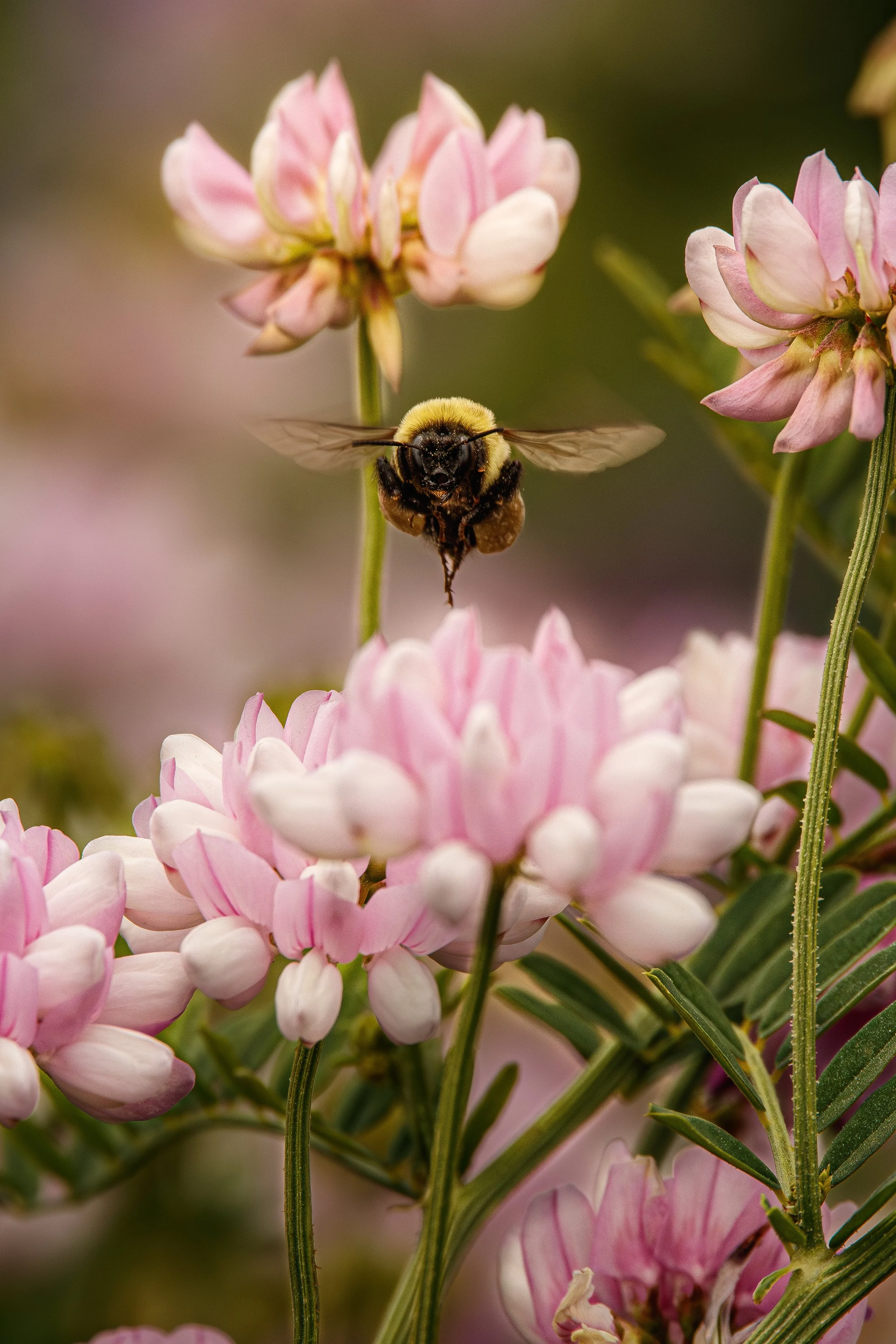 bee1 (1 of 1).jpg