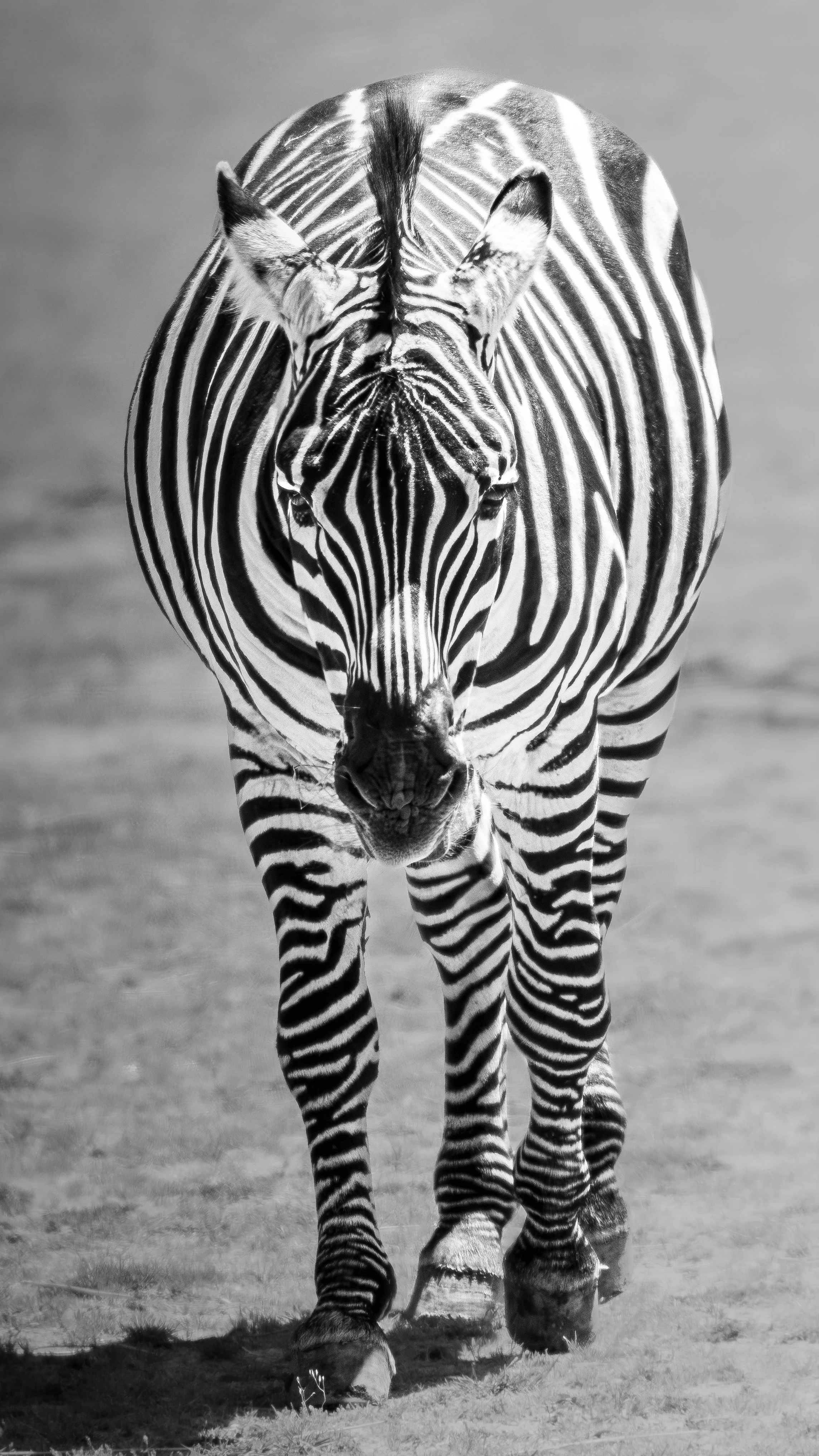 Zebra (1 of 1).jpg