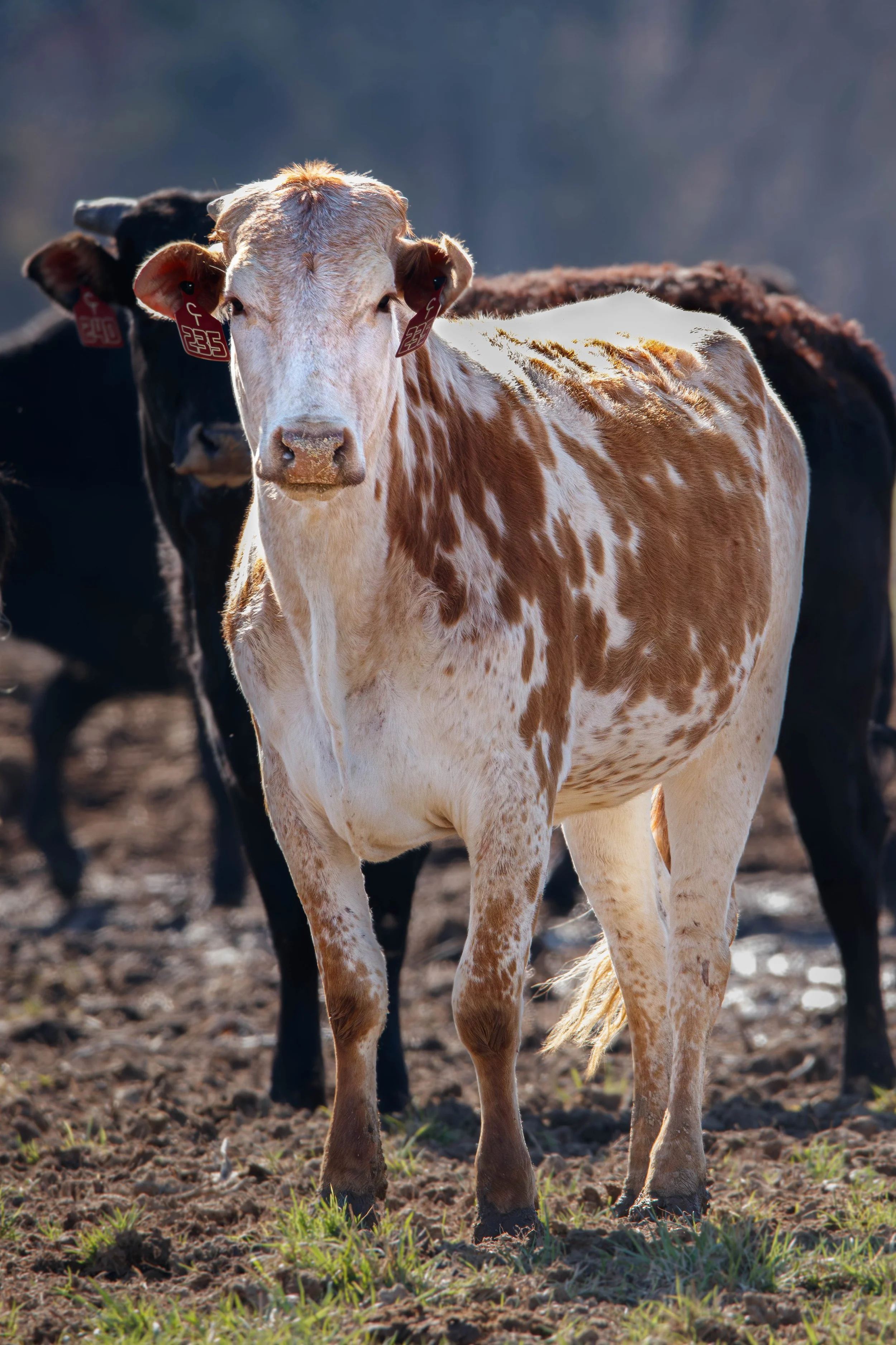 Bull1 (1 of 1).jpg